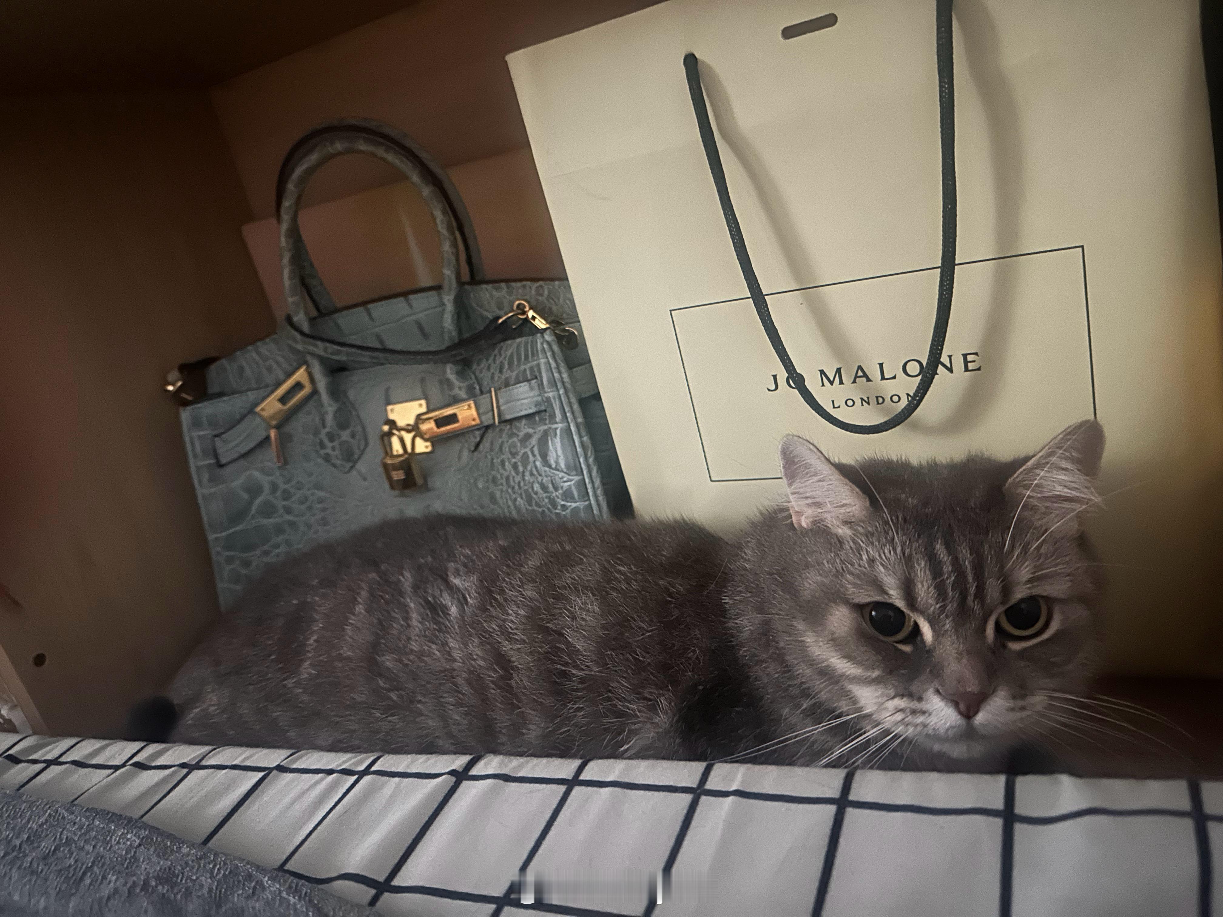 一练琴我家猫就躲起来有这么难听吗