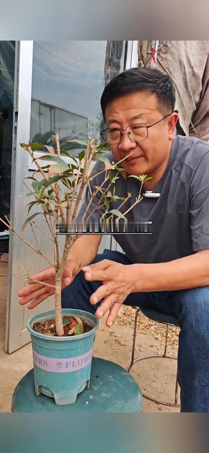桂花焦尖严重，老叶掉光后如何长出新芽？
焦尖特别严重的桂花老叶慢慢都掉光了，新芽