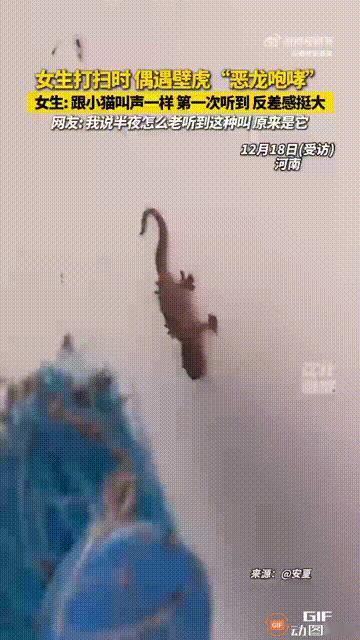 河南一名女子在家里打扫时，发现墙上有一只壁虎，她不想伤害壁虎，于是用扫把碰了一下