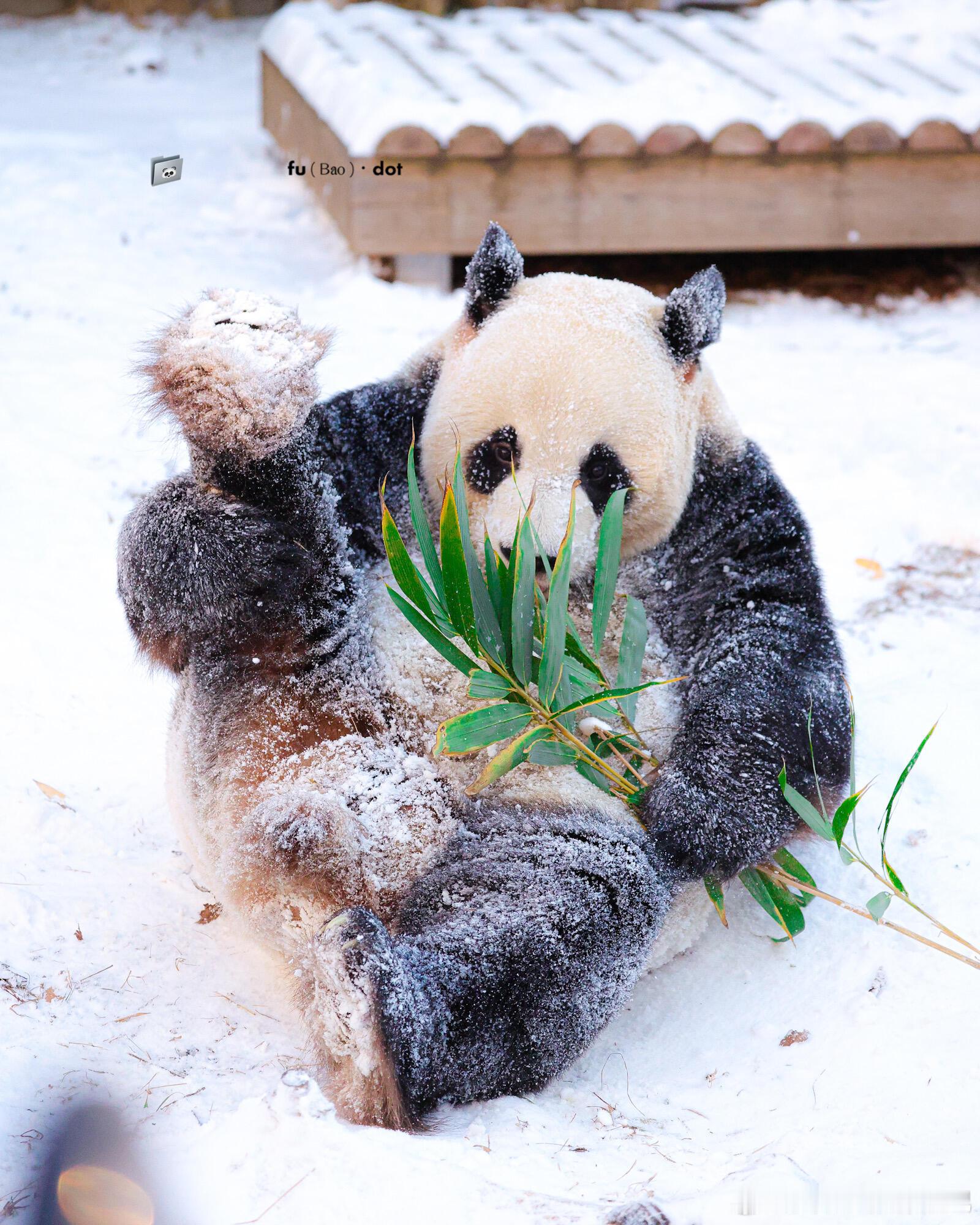 乐宝展示自己的大长腿 