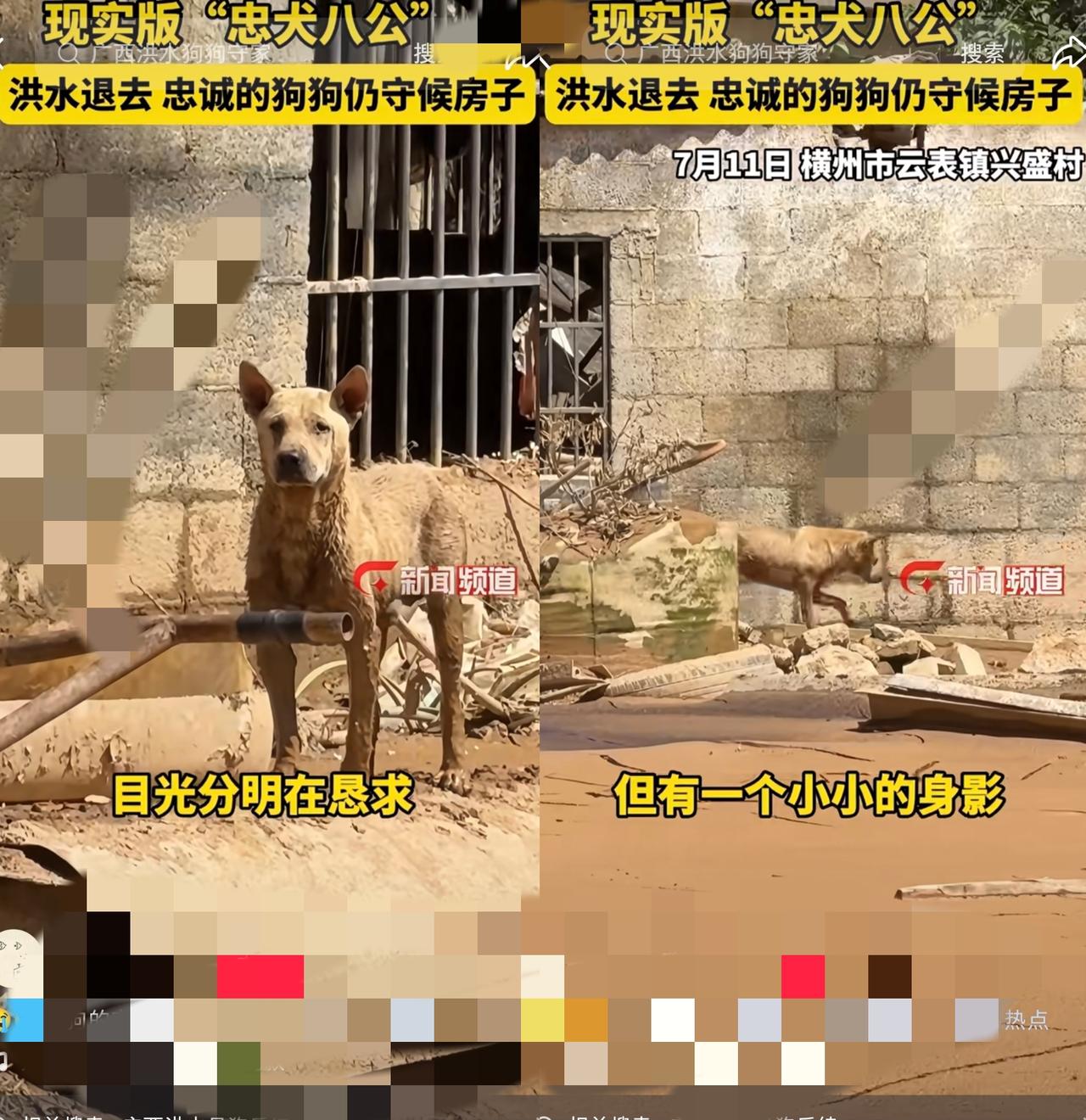 洪水退去后的广西满地泥浆，这只守在老宅门口的小狗看得人鼻尖发酸。
      整
