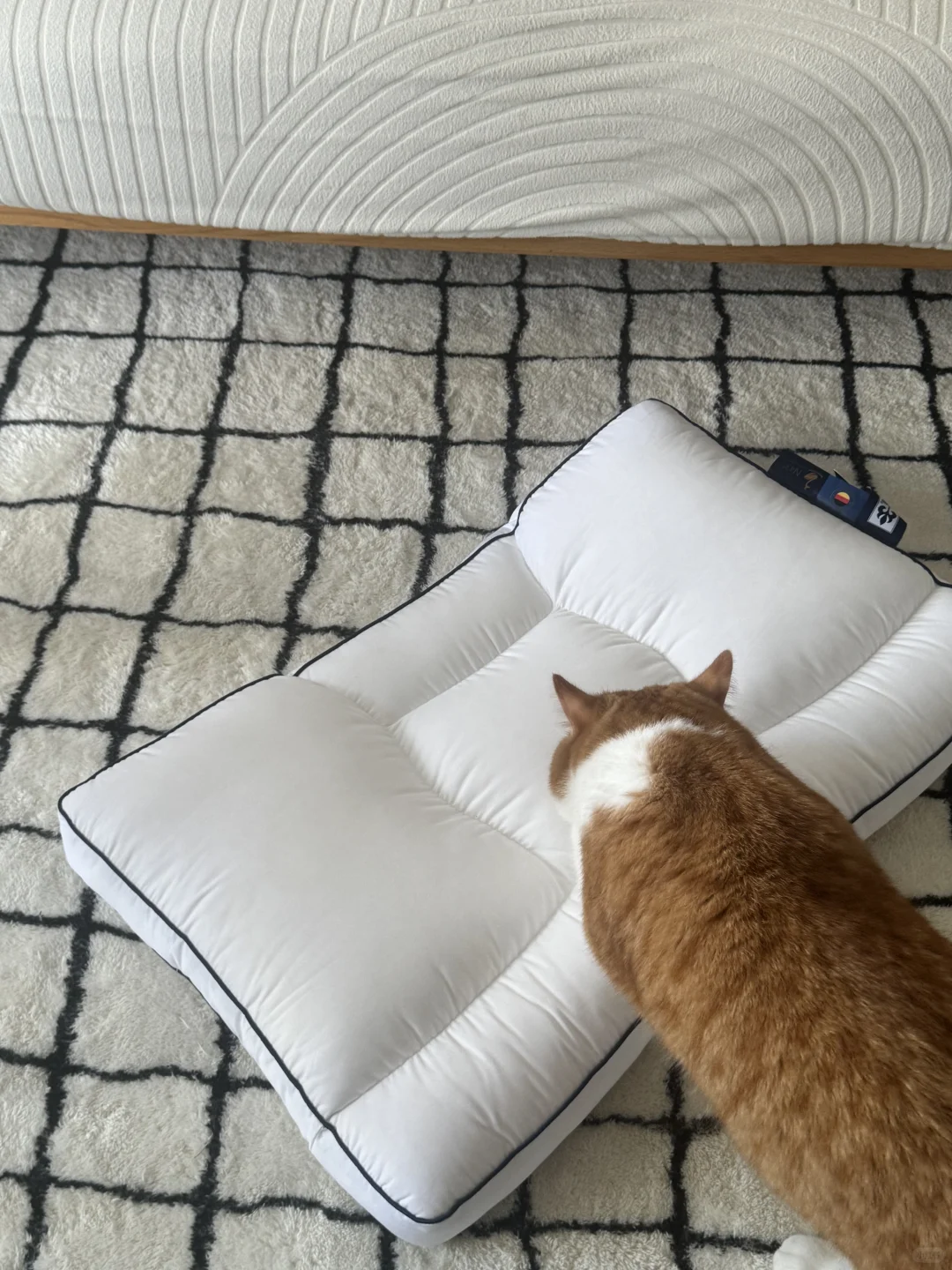 🀄：“妈妈 这是给我买的新窝窝吗？我看这大小和我的体型刚刚好哎~” ...