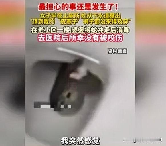 惊魂！女子半夜上厕所遇蛇“亲密接触”

近日，一女子分享了自己半夜上厕所的惊悚经