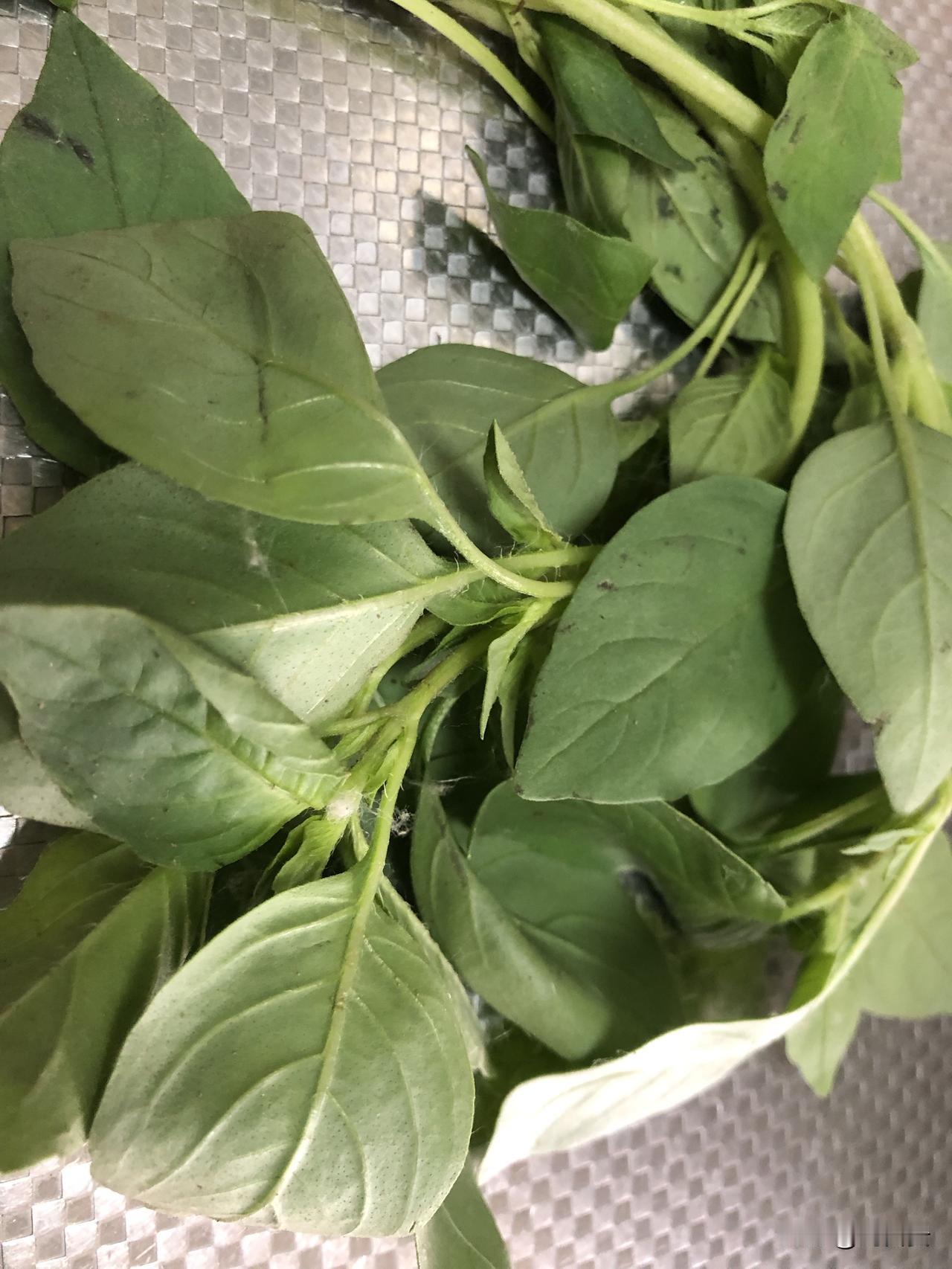 河南的荆芥带着棉絮来到陕西，棉絮里带着荆芥的味道，荆芥裹着棉絮，另有一番风味。