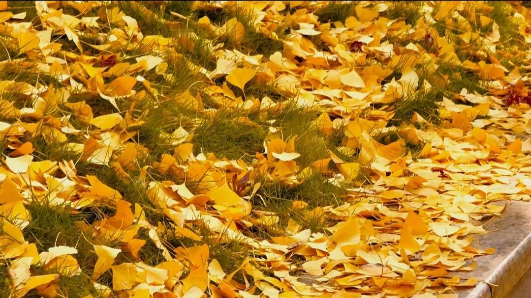 秋日碎片收集完毕。收集了九种不同的秋色——从指尖的银杏，到铺满地面的灿烂，再到楼