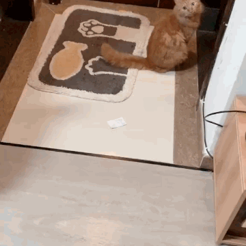 这猫厉害了，得省下多少猫砂钱[笑而不语] ​​​