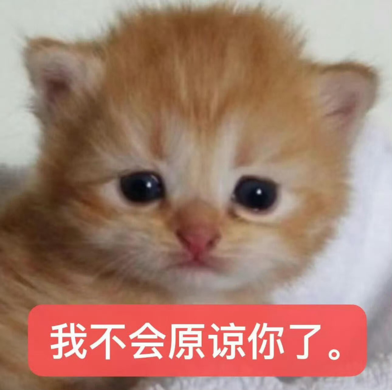 每次看到这个三文娱乐的特关跳了就感觉在挑衅我咋办 