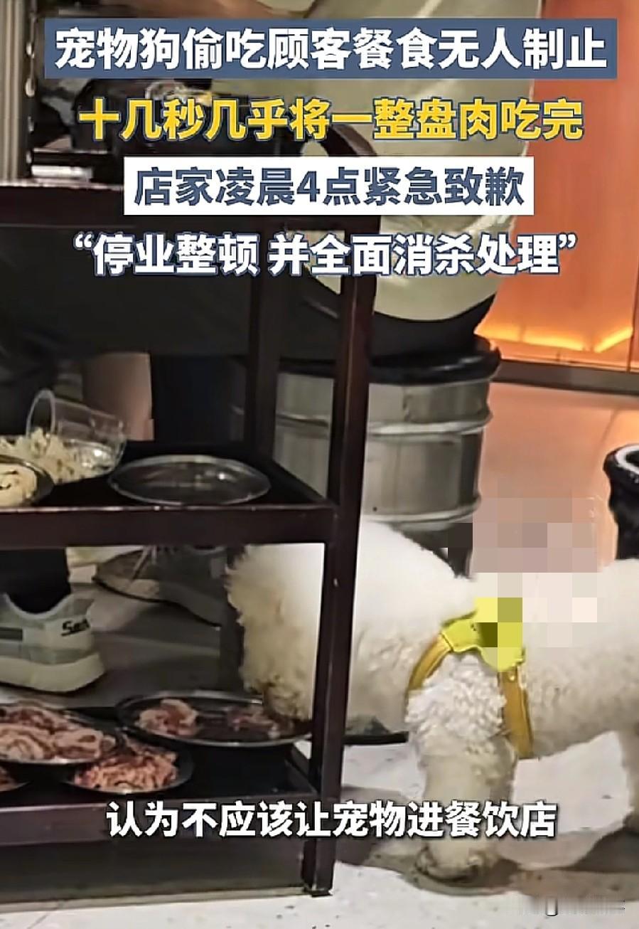 看得人反胃！宠物狗跑进烤肉店里，两三下就把盘子里的肉舔的精光，过去那么长时间，店