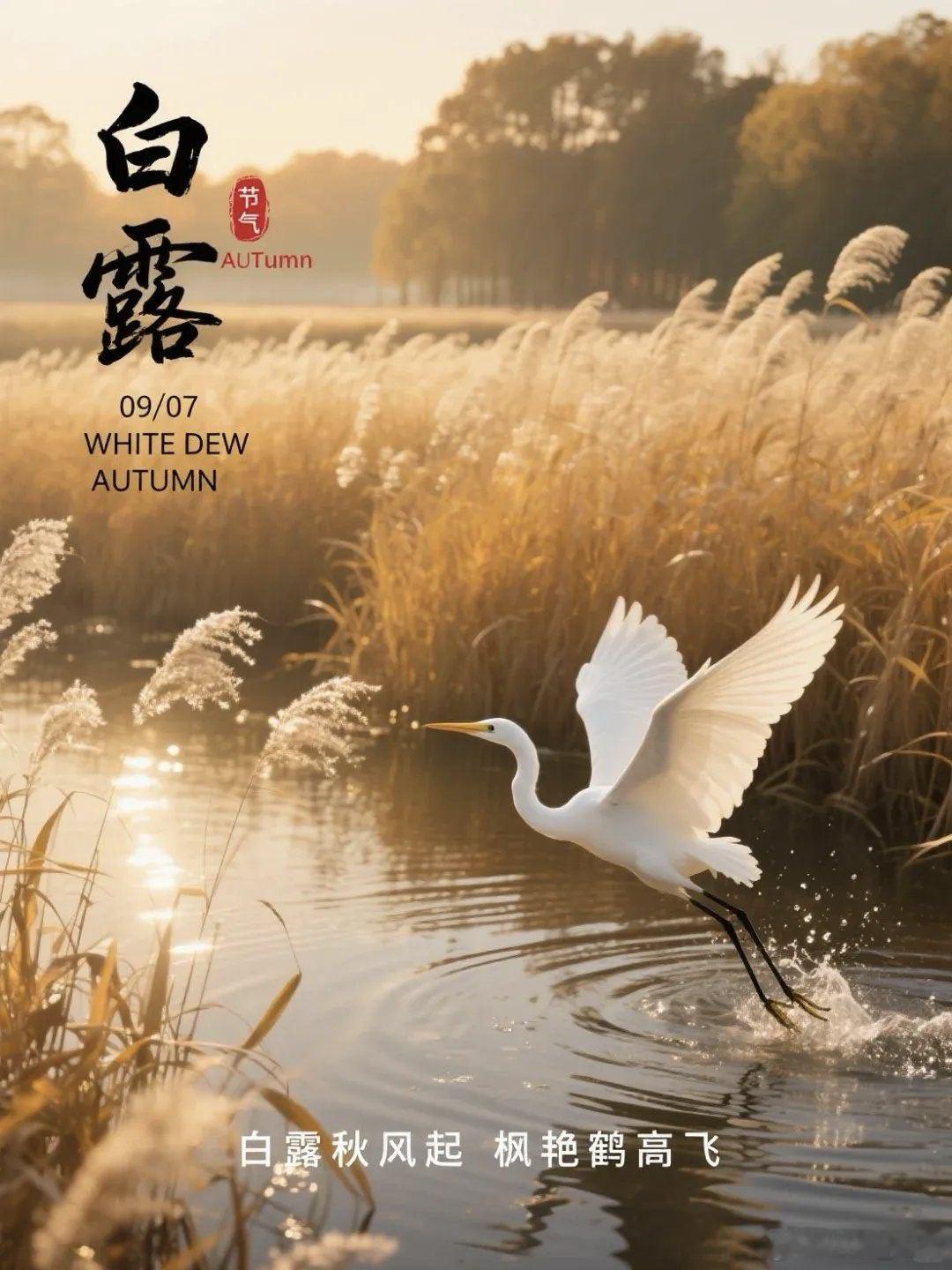 白露｜燥邪当令：皮肤干、喉咙紧、喝水不解渴病机：白露之后，金气肃降，秋燥耗伤肺津