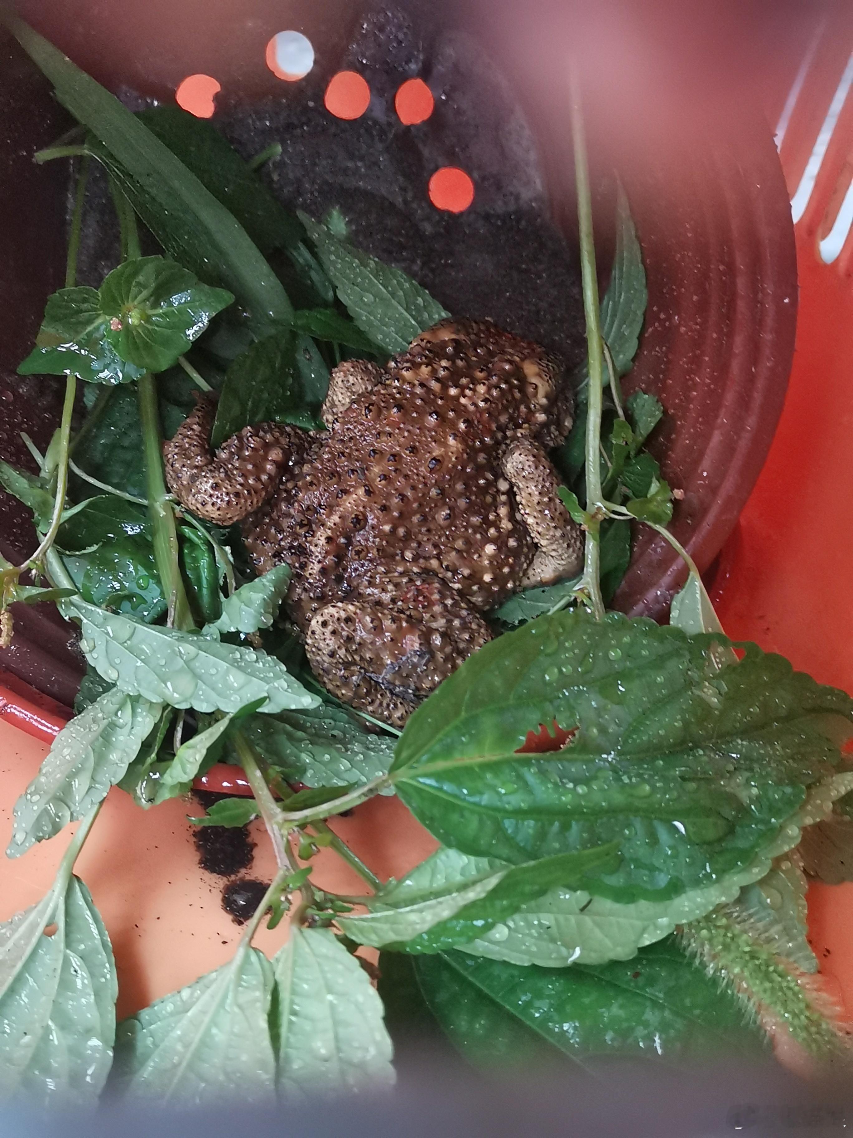 给癞宝搭窝，是怕又有蛇来，早晨蛇在铁锹上扭动我也怕，放归的地方离家也就三五十米。