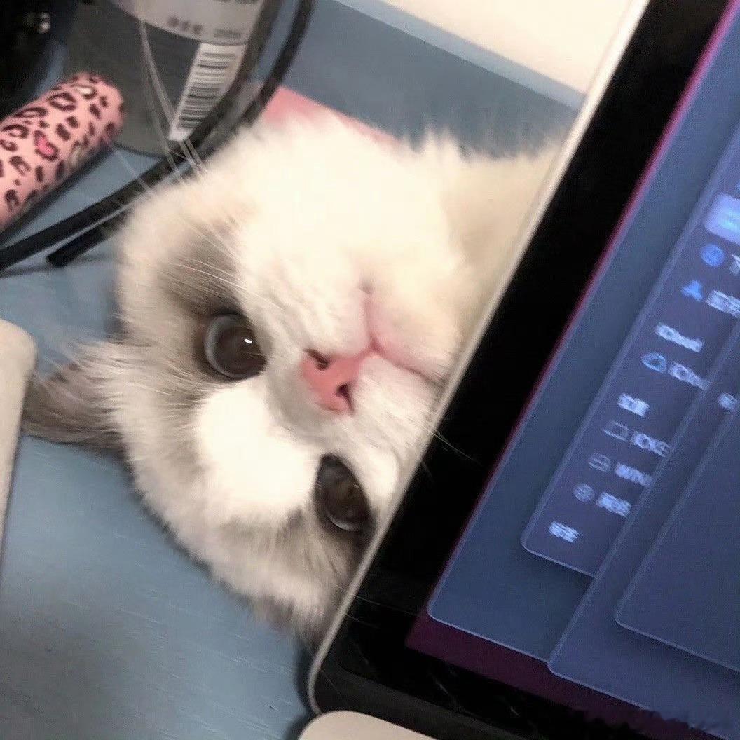 𝙒𝙚𝘾𝙝𝙖𝙩｜萌宠｜可爱女生头像女生头像情侣头像情头可爱头像搞怪头像