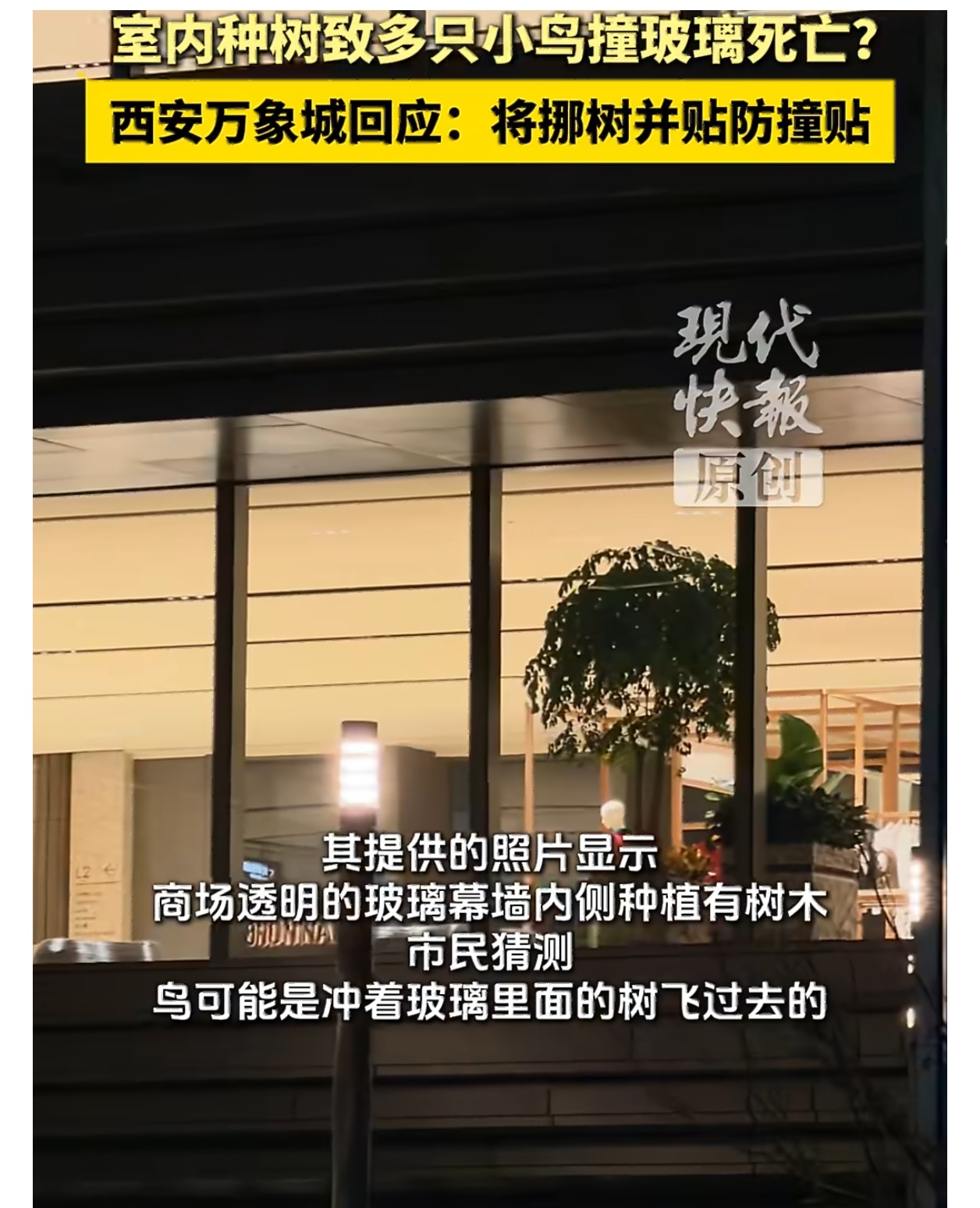 多只小鸟撞西安万象城玻璃墙死亡确实有可能是小鸟看着有树在那里，想飞过去；因为玻璃