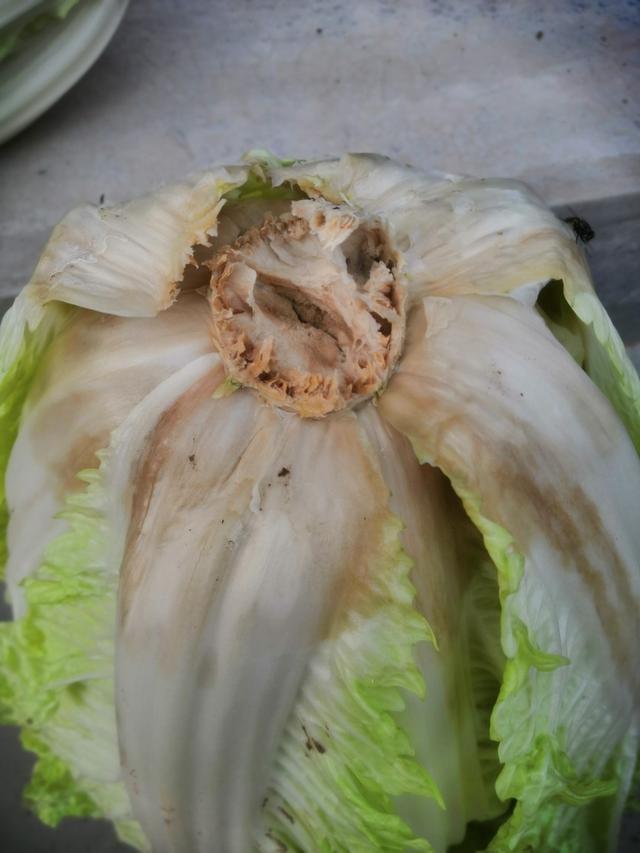 甲醛白菜事件：看我国食安处置优势
 
河北康保甲醛白菜视频曝光后，属地多部门当日
