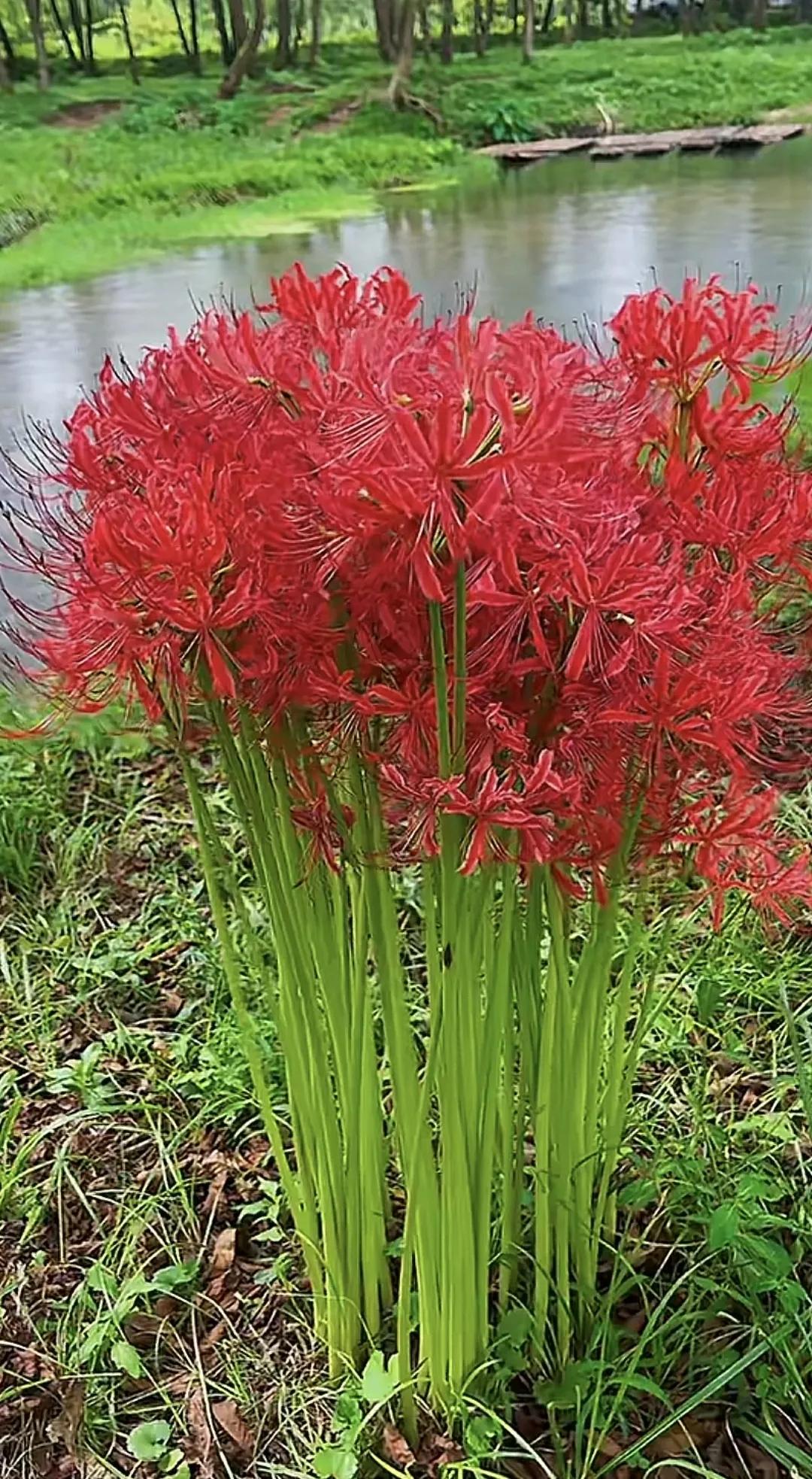 画上盛开一朵花，花朵开花花非花。花非花朵花，花是画上花。画上花开花，画花也是花。