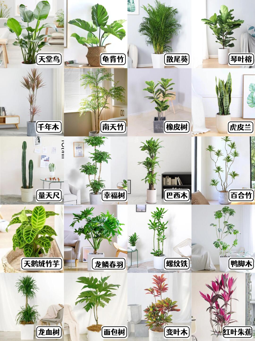 20款热门🔥家庭绿植合集🪴内附养护攻略