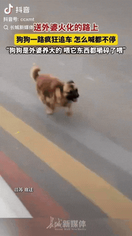 江苏宿迁，一女子送外婆火化的路上，没想到外婆养的小狗一直在追着车跑， 她看着小狗