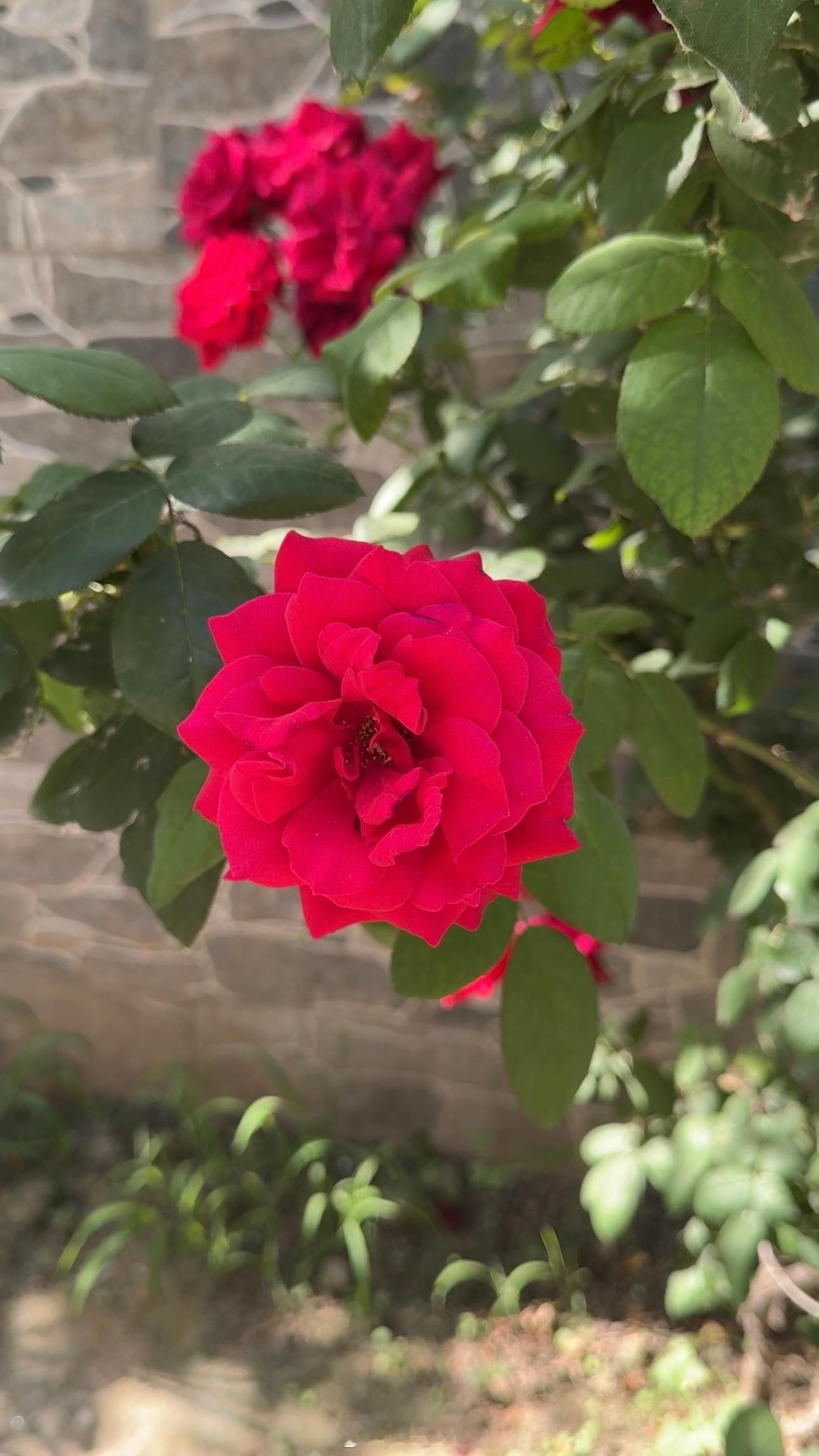 「记录生活」 🌹月季花不急于表达，只是静静地，把温柔开成日常。晚安啦૮ ・ﻌ・