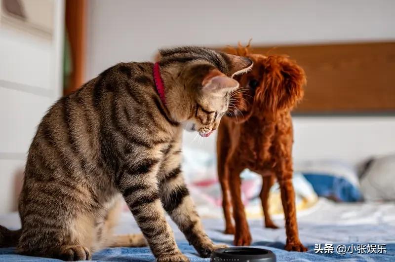 现在养宠物的人越来越多，可宠物行业的坑，真的深到看不见底！
 
星期宠就是最恶毒