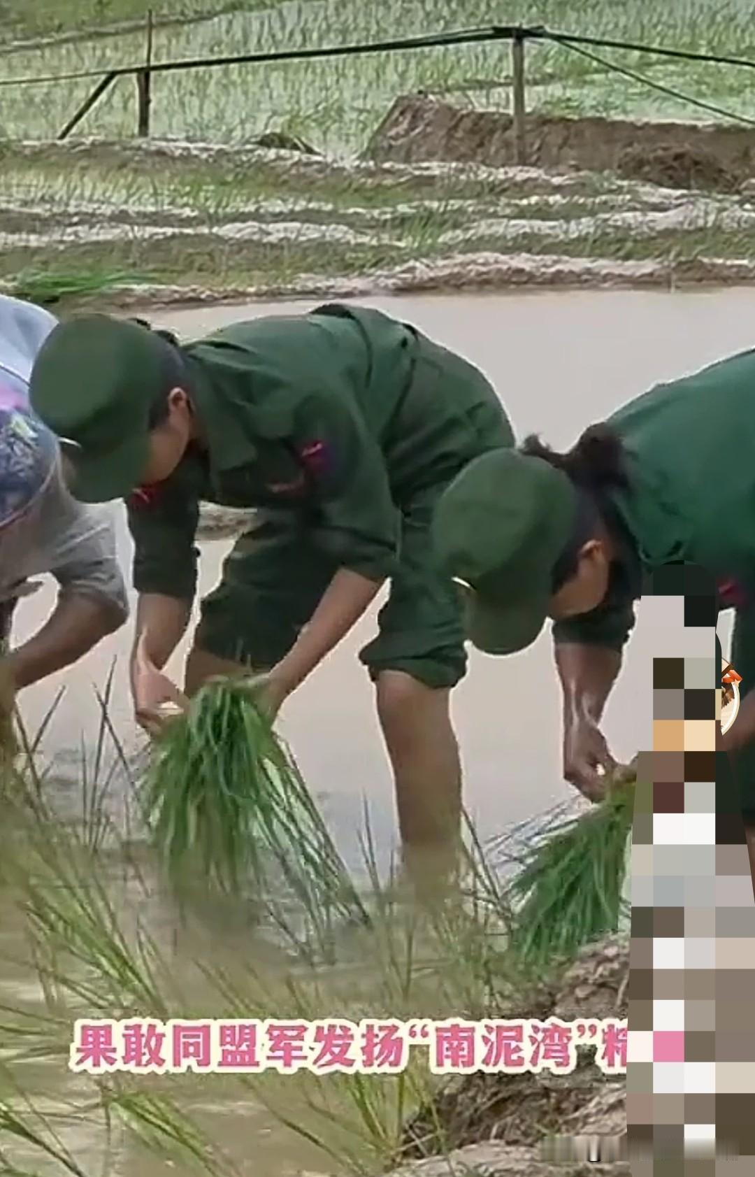 果敢军女兵插秧种田都是好手艺！

这些果敢军女兵不用打仗，但是在后勤上可以帮大忙