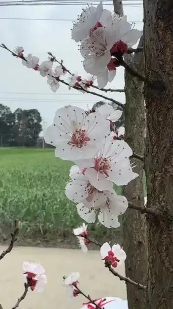 “百花争春我为先”。意为一年一度之中桃花最早盛开，即在三月。有诗为证：
    