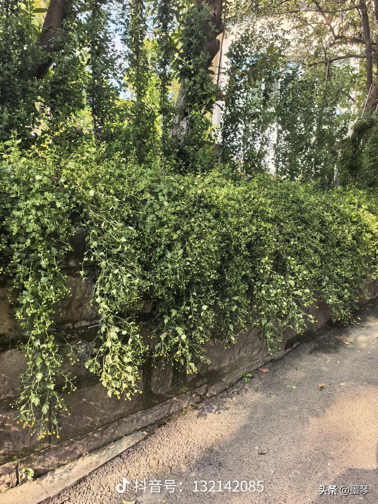 在川南宜宾，秋叶黄，貌似是春天的事儿。

因为在宜宾，黄桷树要春天才换叶，也就是