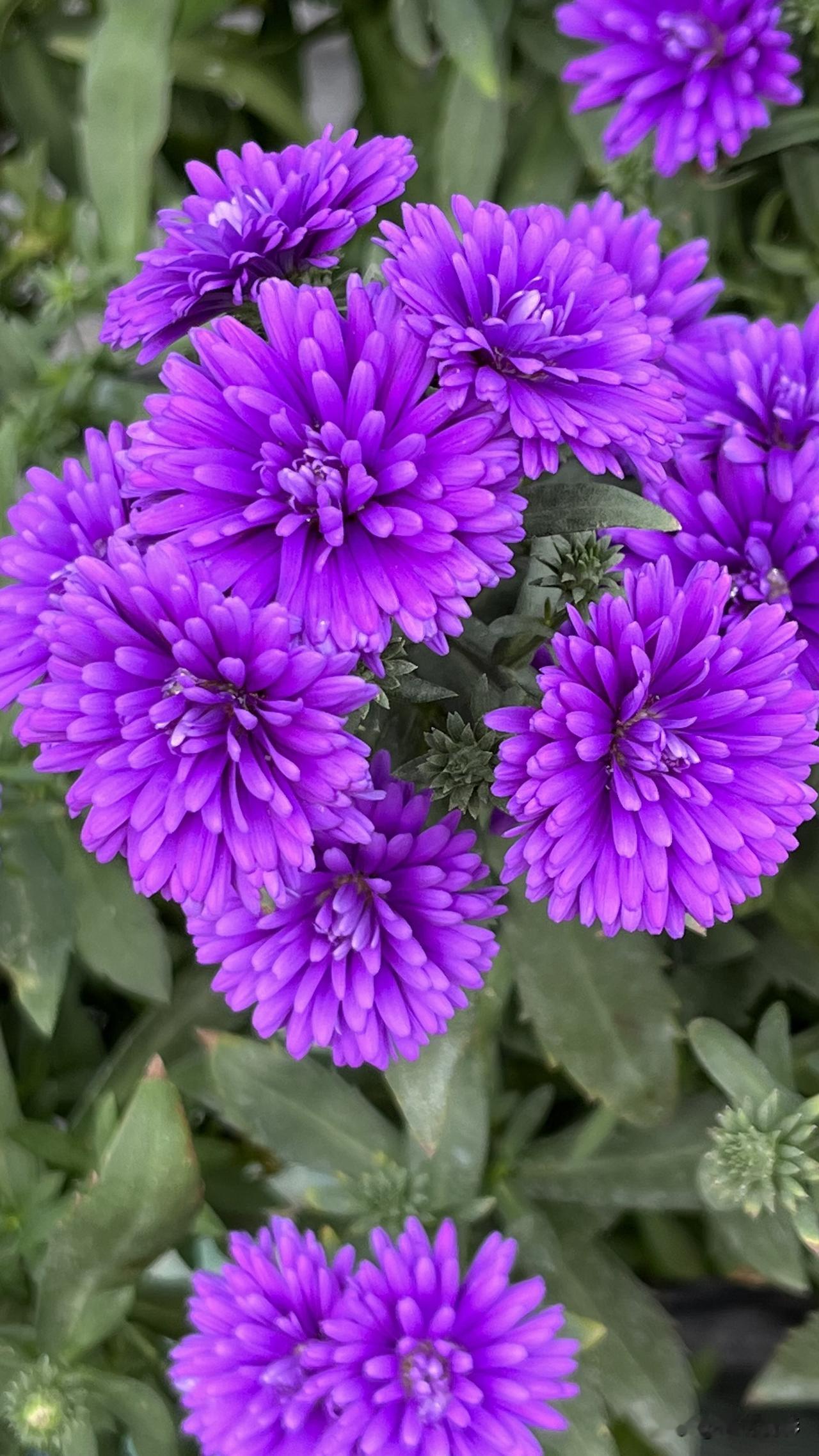 炎炎夏日，闷热异常，
赏花拍照，汗如雨淌。
夏花灿烂，艳丽芳香，
多姿多彩，令人