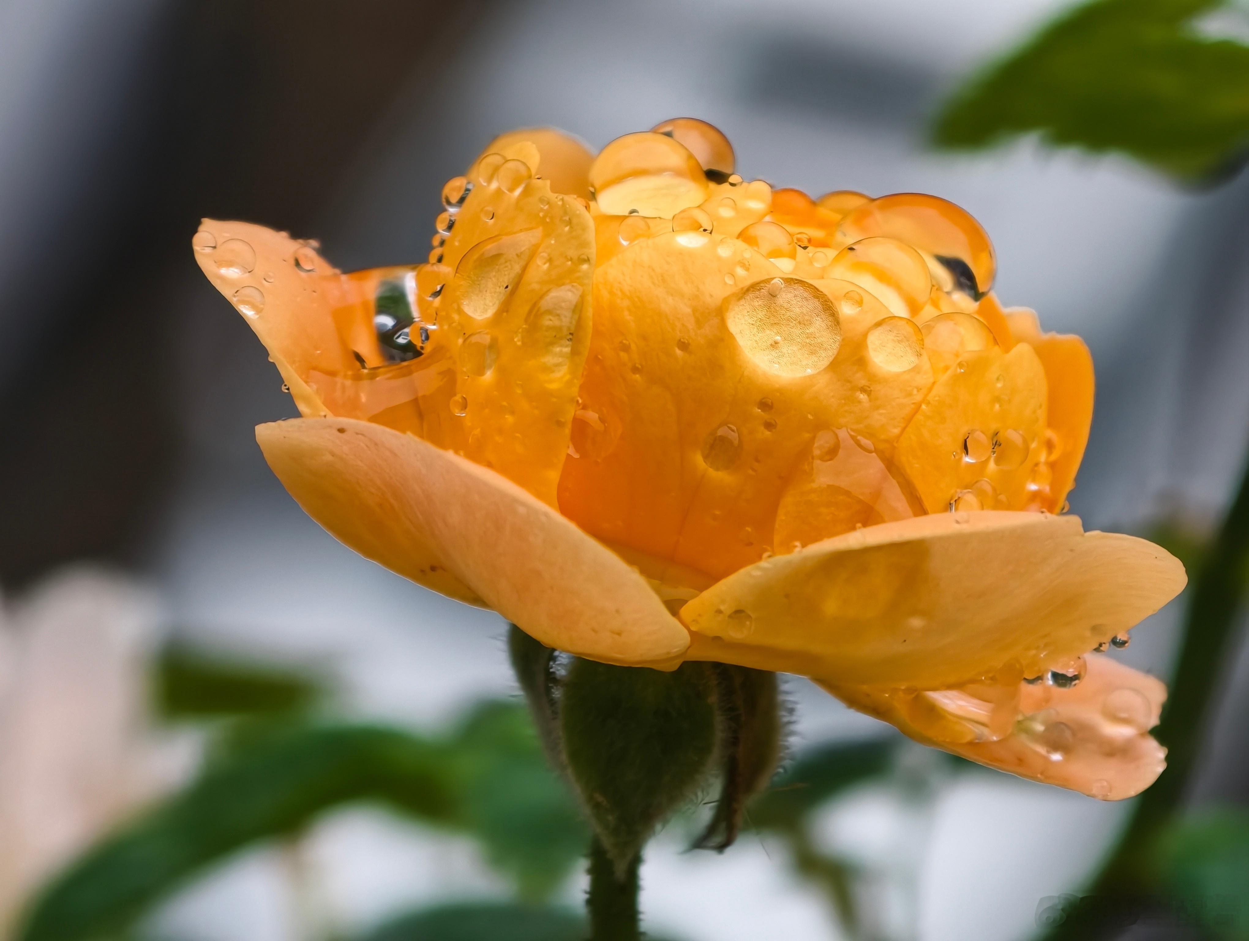 有风听风，下雨看雨，生活并没有深意，幸福和遗憾都藏在日常里。 