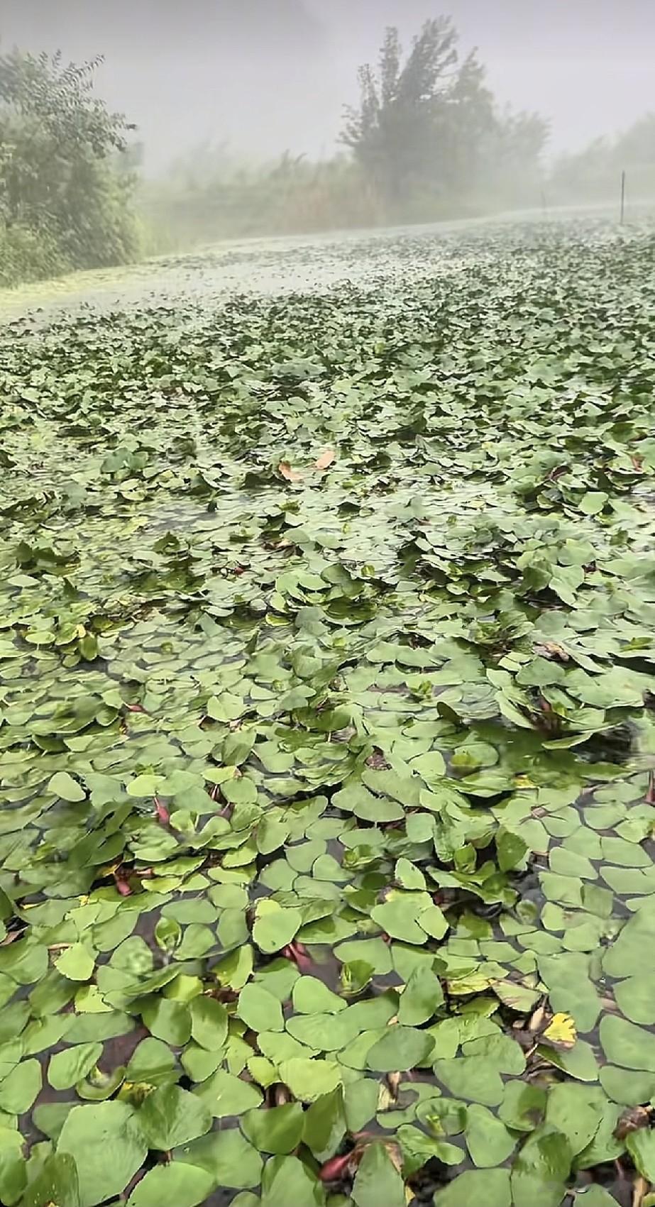 问了好几百人了，居然没有人知道这个植物叫什么？如果你知道 不妨把答案打在评论区