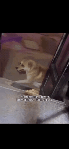 谁懂啊！末班车司机给追车小狗开门的瞬间，心都化了！
 
        按规定，