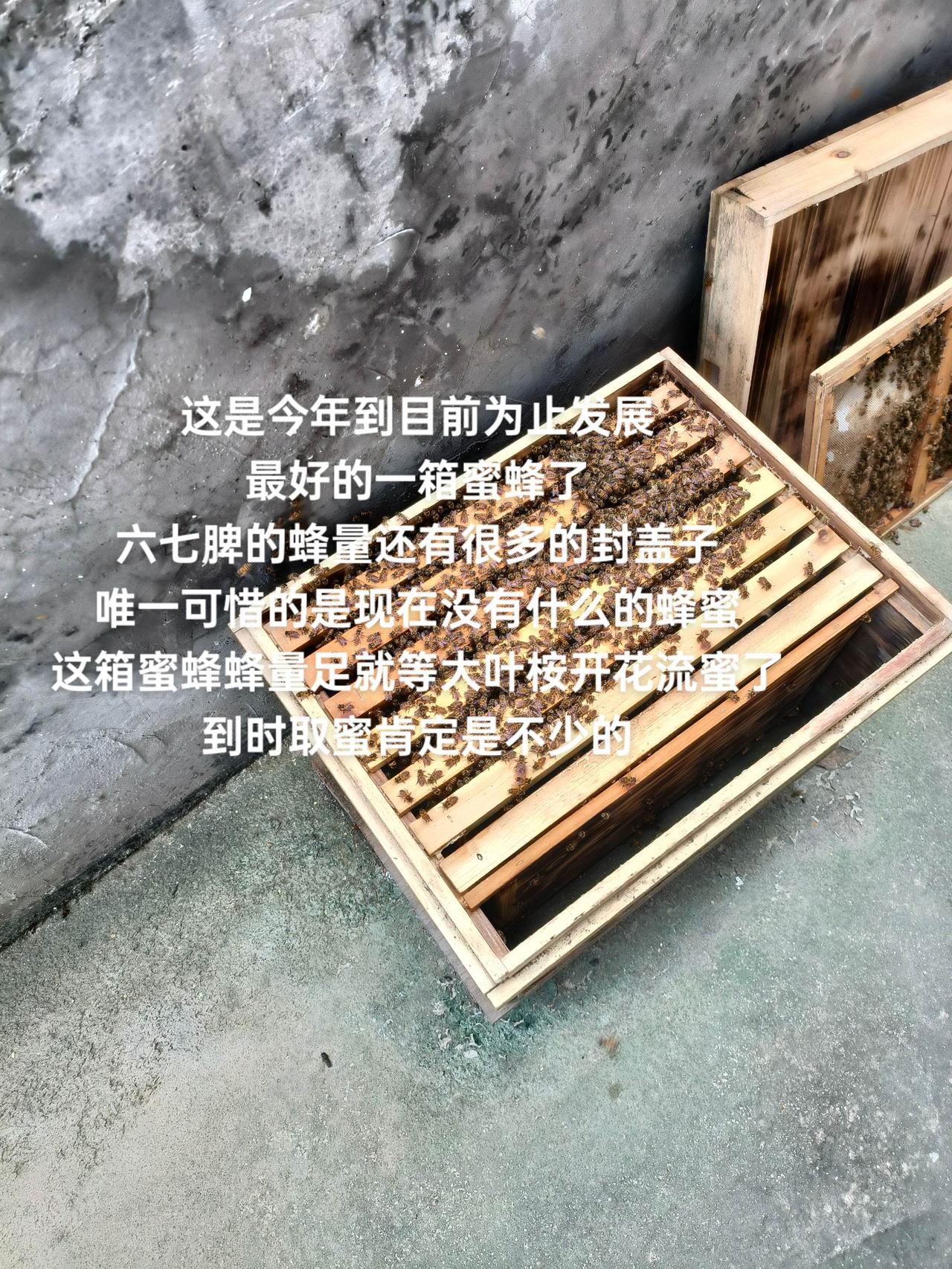 这是今年到目前为止发展
最好的一箱蜜蜂了
六七脾的蜂量还有很多的封盖子
唯一可惜