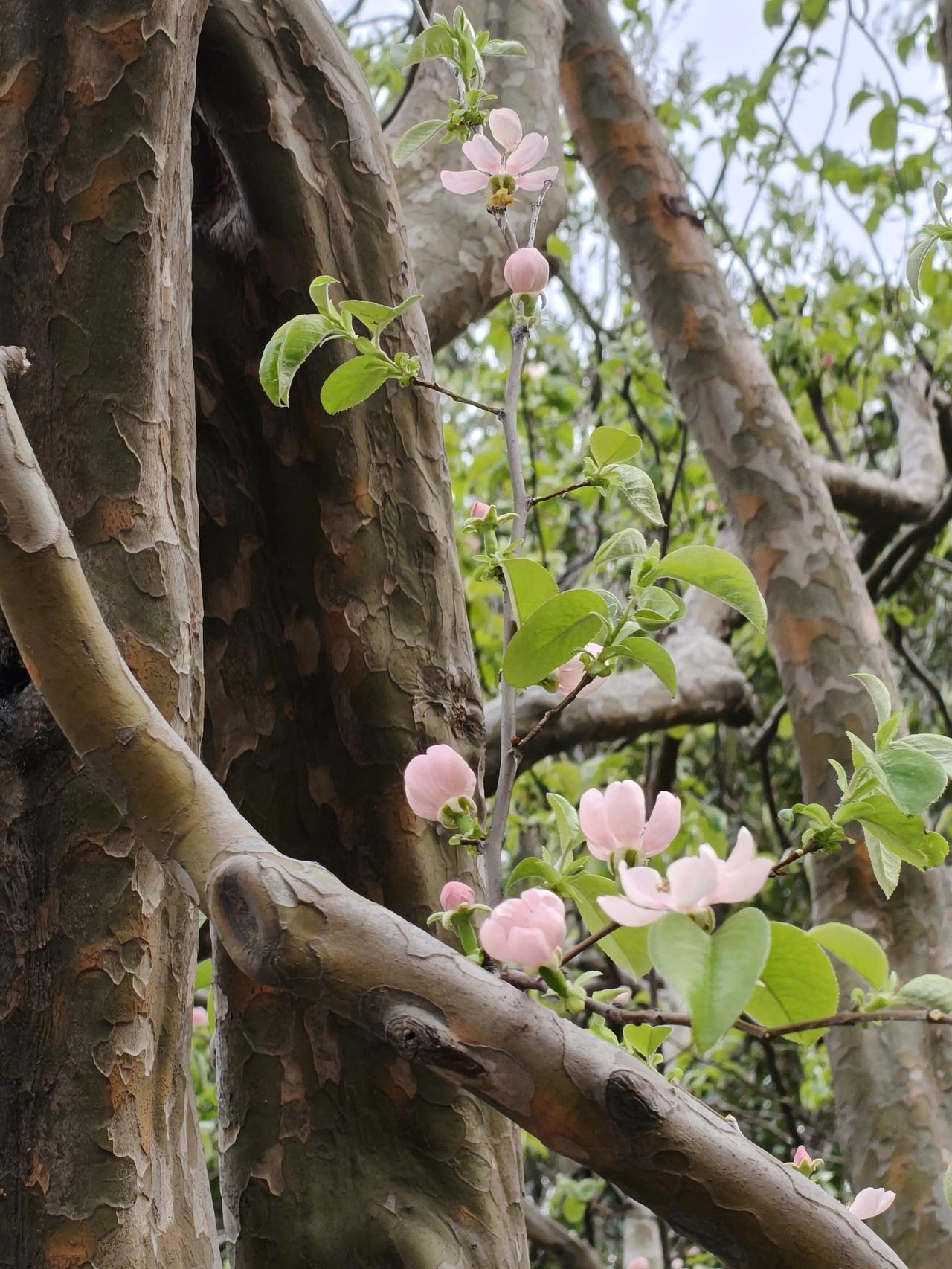 发现一树非常漂亮的花儿…🌸

木瓜海棠

木瓜海棠是‌蔷薇科木瓜海棠属的落叶灌