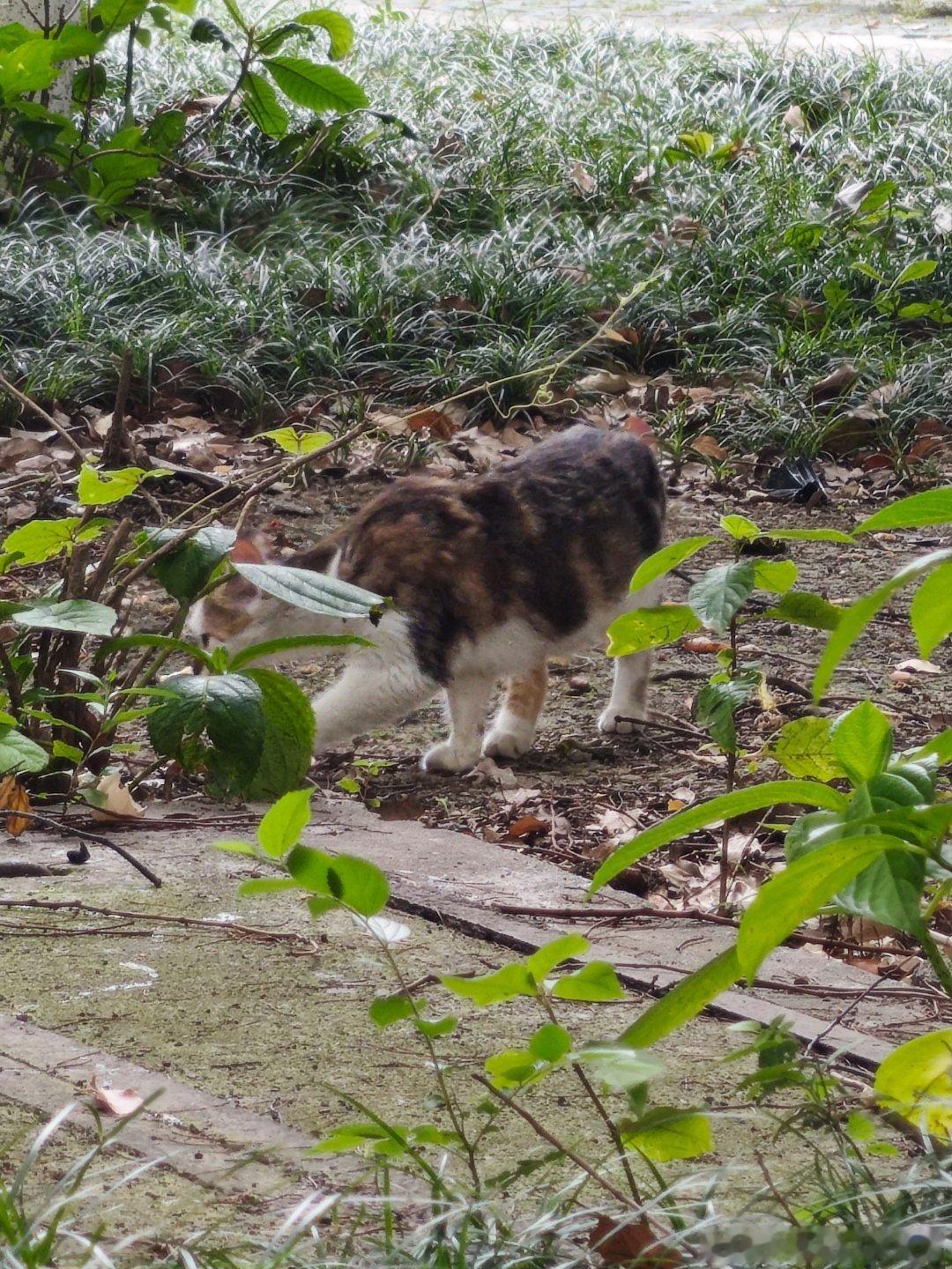 真好，出去觅食的时候看到了小区里的不知道第几代原住咪了这只也好可爱，宝宝～ 