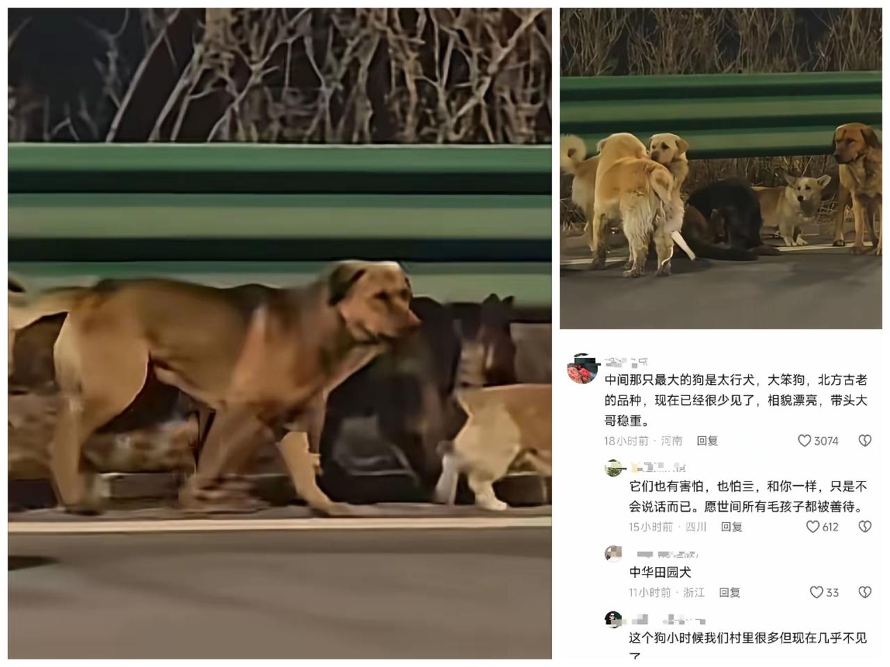 看到长春高速上那支特殊的“队伍”，我目光瞬间定住了——领头那高大沉稳的背影，带着