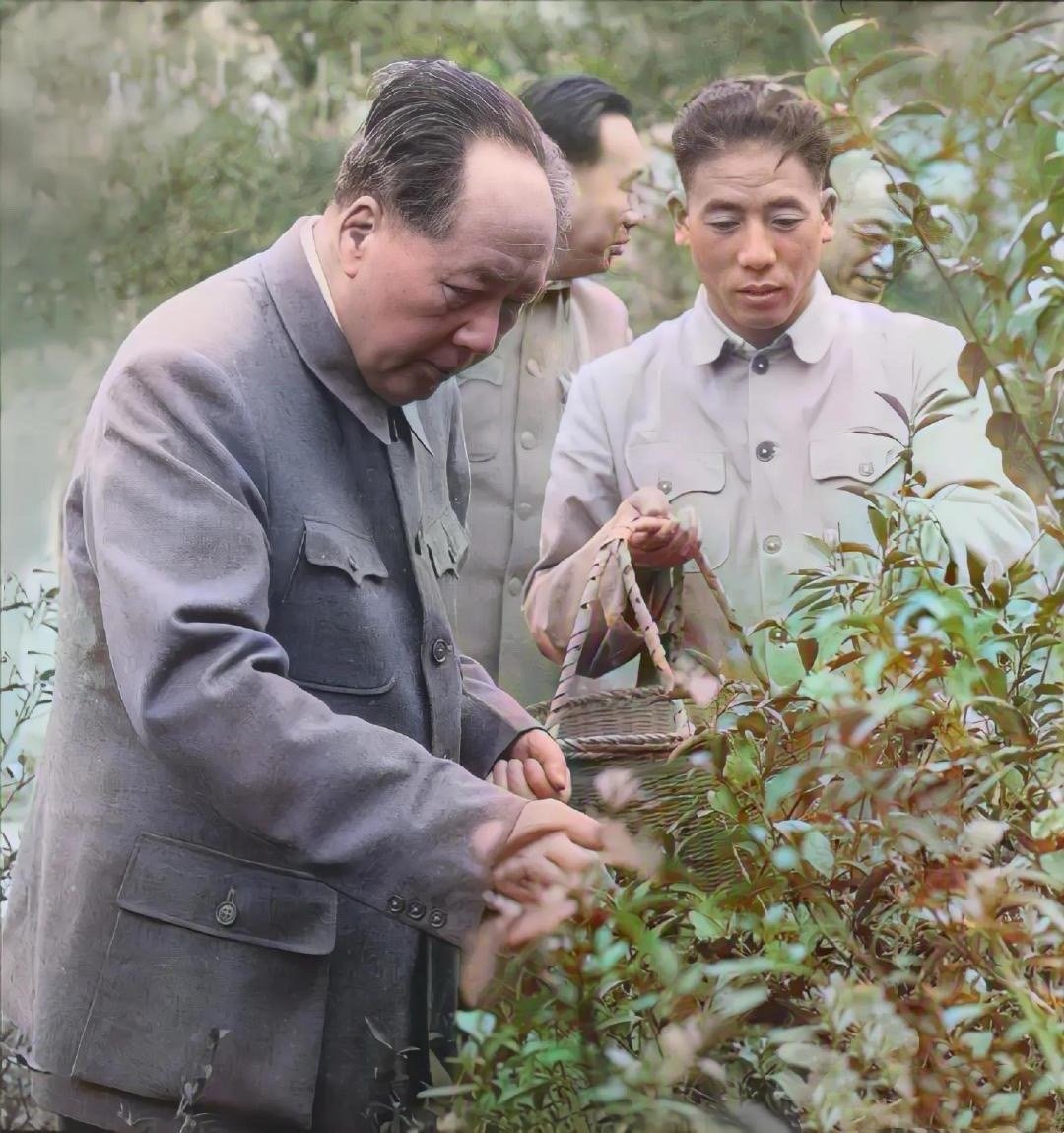 1963年，毛主席亲自在西湖采摘龙井茶 ​​​