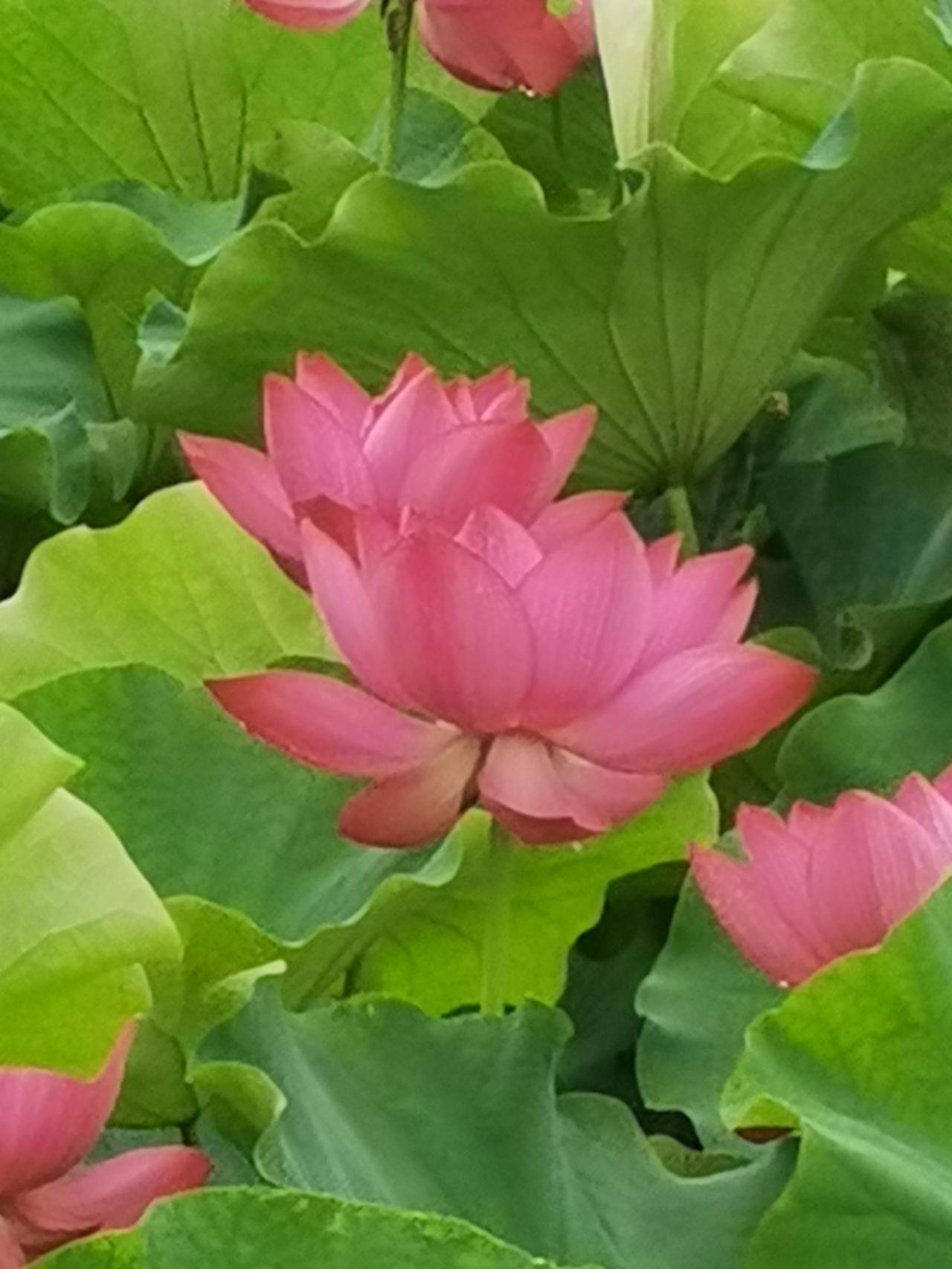 汉中天汉湿地公园