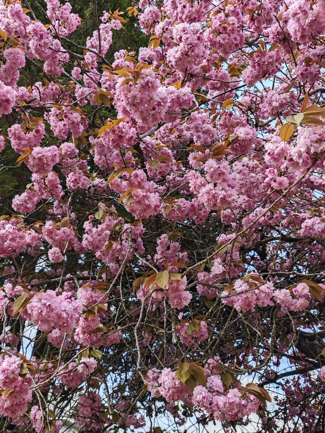 说来也惨，这是在温哥华上课以来第一个没有任何作业和备考的周末!

好轻松的感觉啊