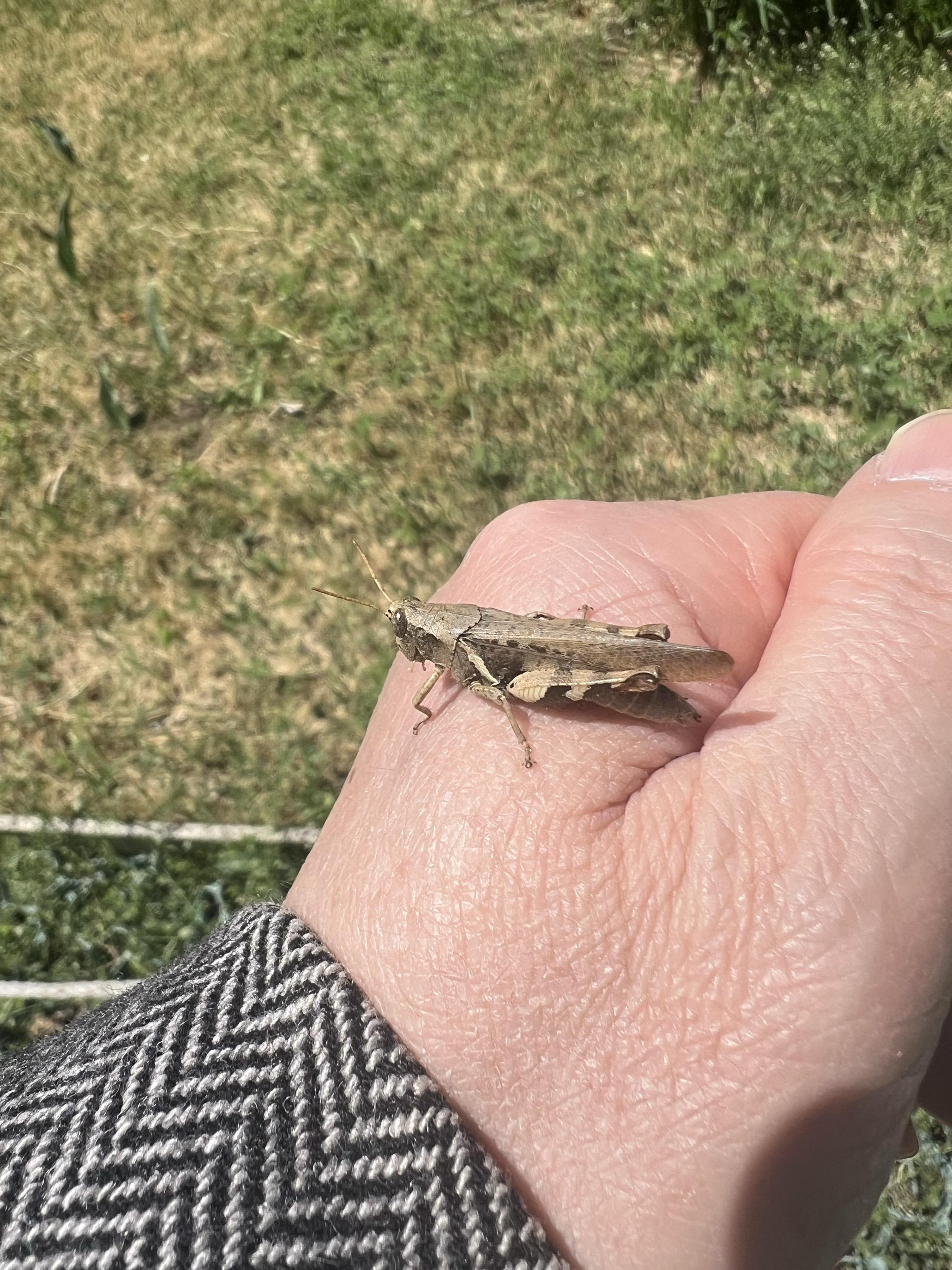 国家植物园—🦗。蚂蚱-
