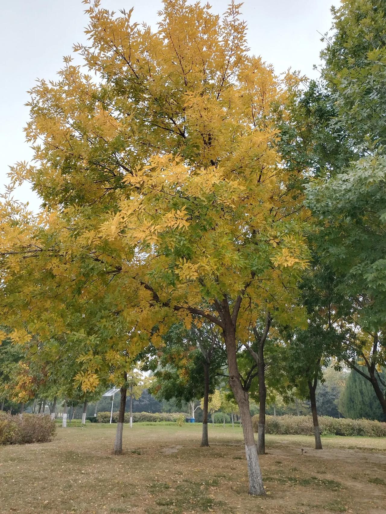 与李天祥老同学游铜雀台
文/李耀海
铜雀荒台入暮秋，魏王霸气黯然收。
云烟太行关