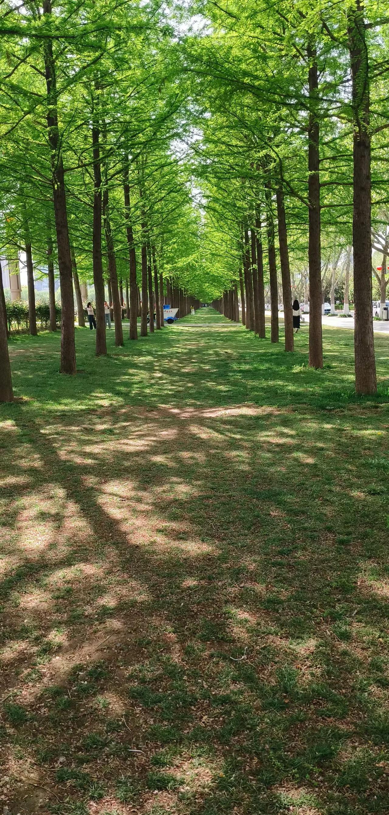 在洛阳的春日里闲逛，总能在不经意间遇见惊喜。眼前这片整齐划一的水杉林荫道，简直是