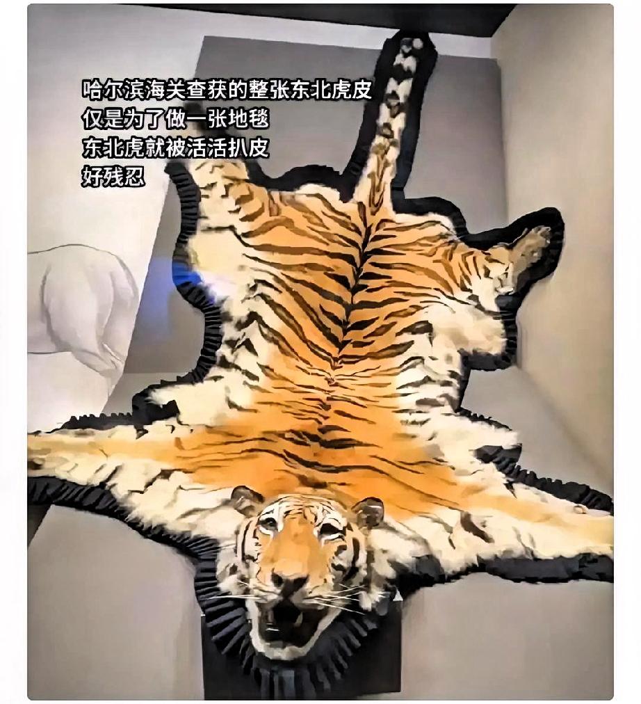 哈尔滨海关截获的那张虎皮，毛色亮得扎眼。

听说还是活剥的，这几个字看得人天灵盖