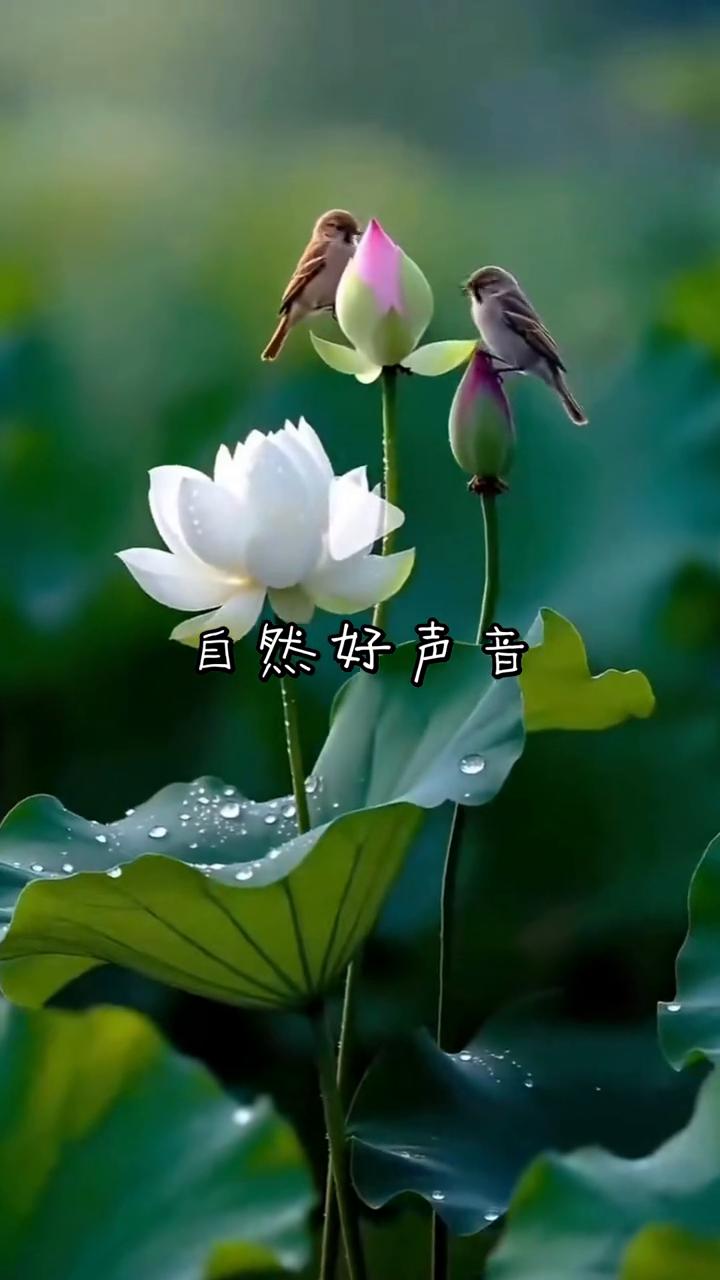 自然好声音。