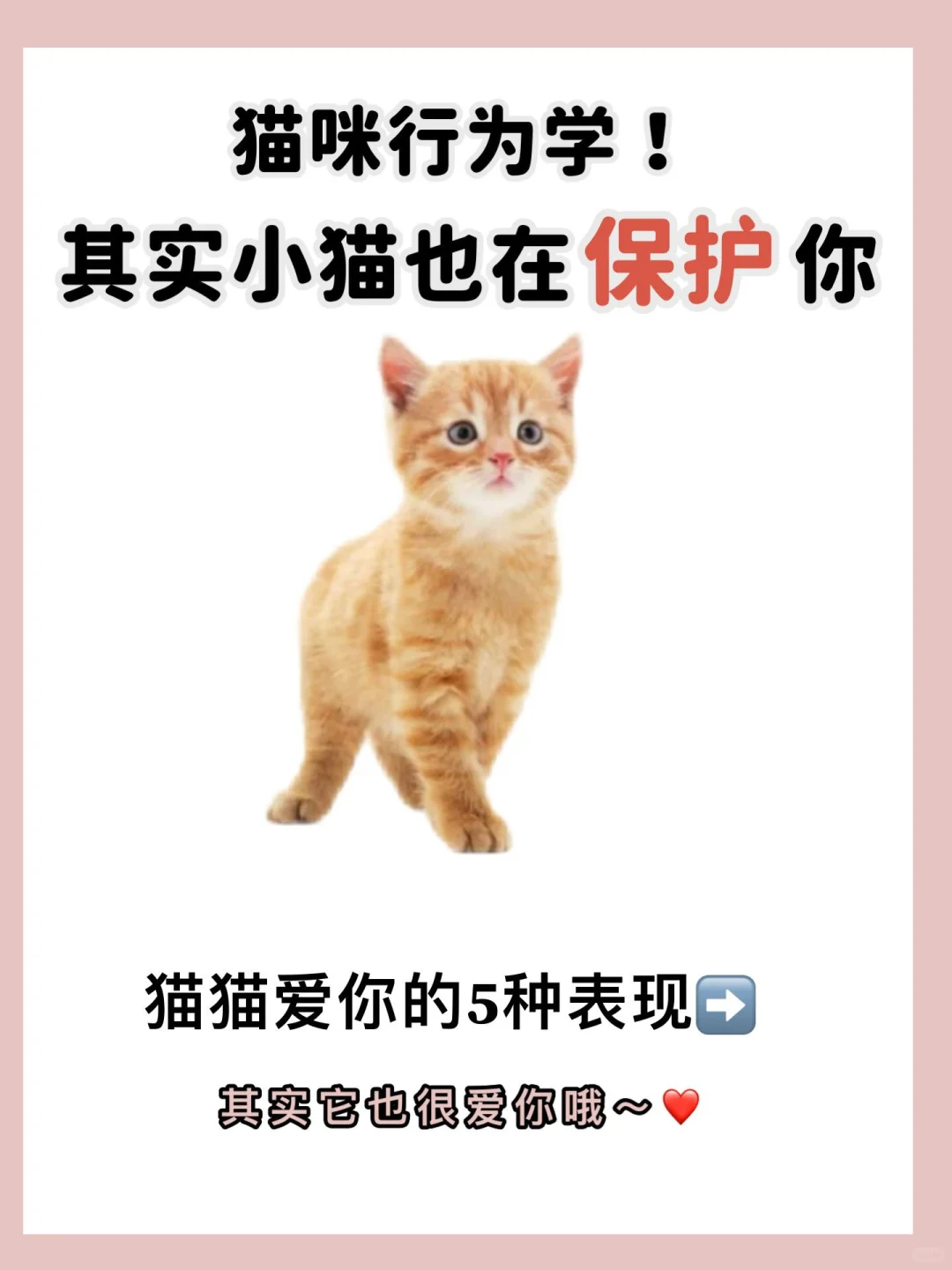 猫咪行为学！读懂小猫每个行为的含义很重要