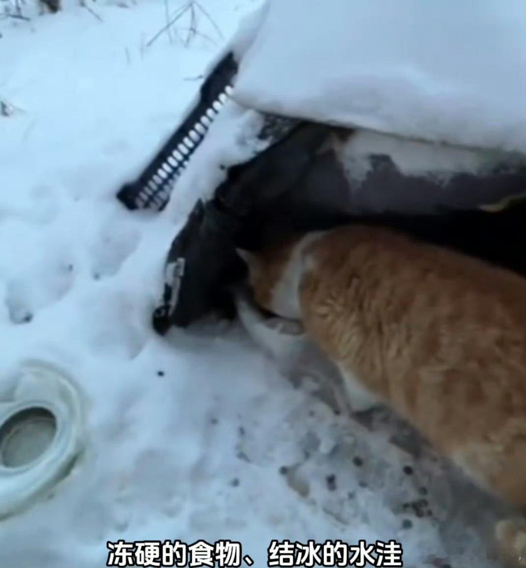 这跟自己亲生的有什么区别谁能不被这份温柔打 动？为60多只流浪猫搭建家园，用满满