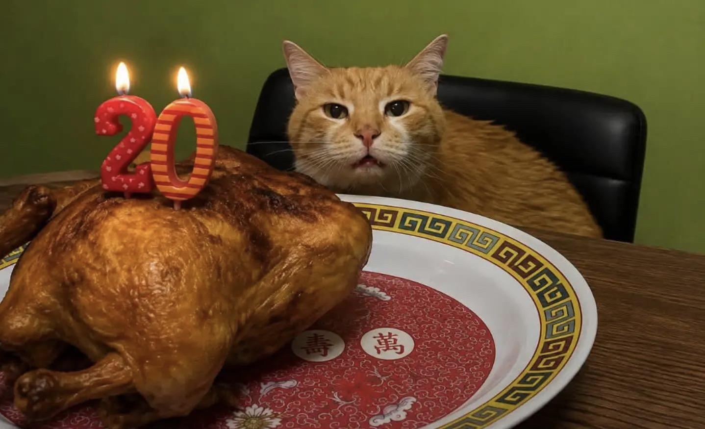 陪伴二十年的猫咪迎来20岁生日。主人特意为它准备专属烤鸡盛宴。 细心剔...