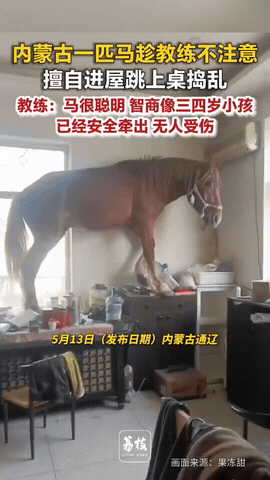 笑不活了！内蒙古，马场教练进屋喝水，马儿趁教练不注意，也一下子蹿进屋里，进屋后开