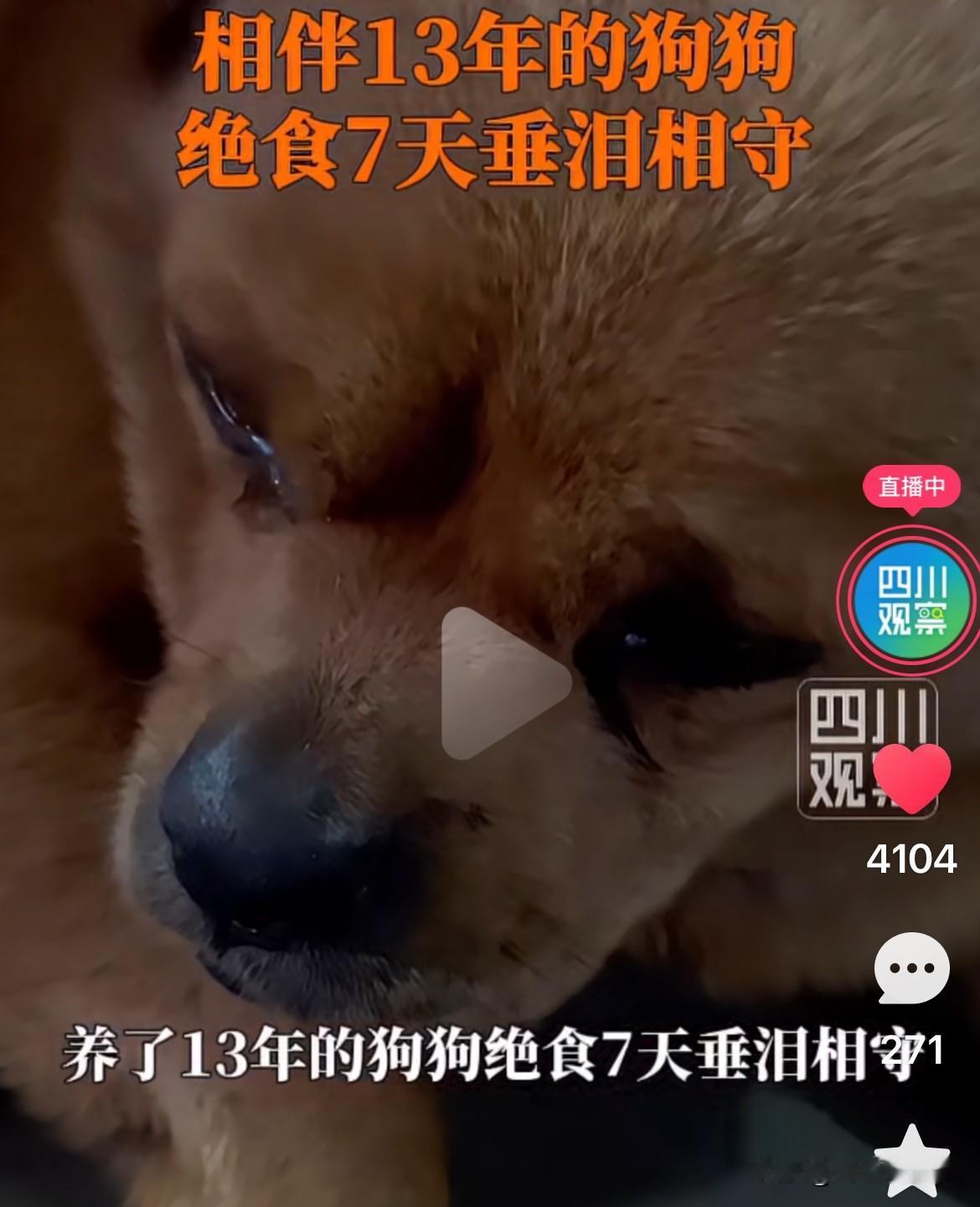 破防了！四川雅安，一位老人突发疾病走了。全家都在哭，谁也没顾上——家里那条跟了他