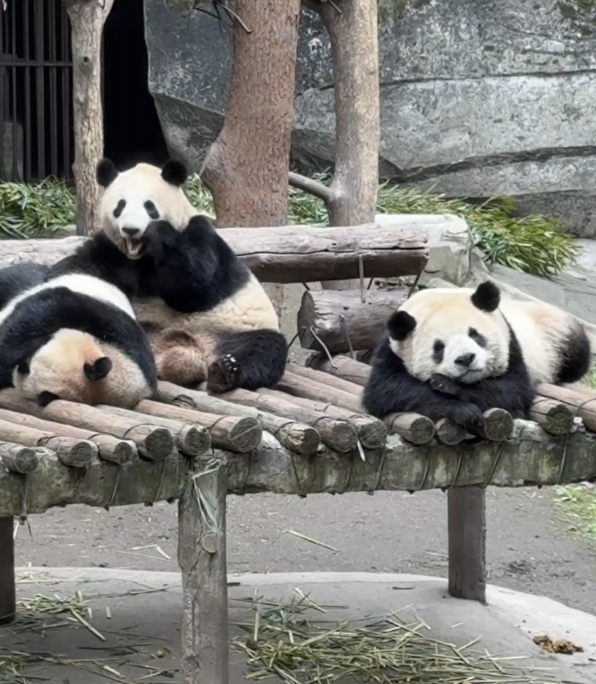 重重、喜喜、庆庆，一起睡觉觉很和谐。🐼 