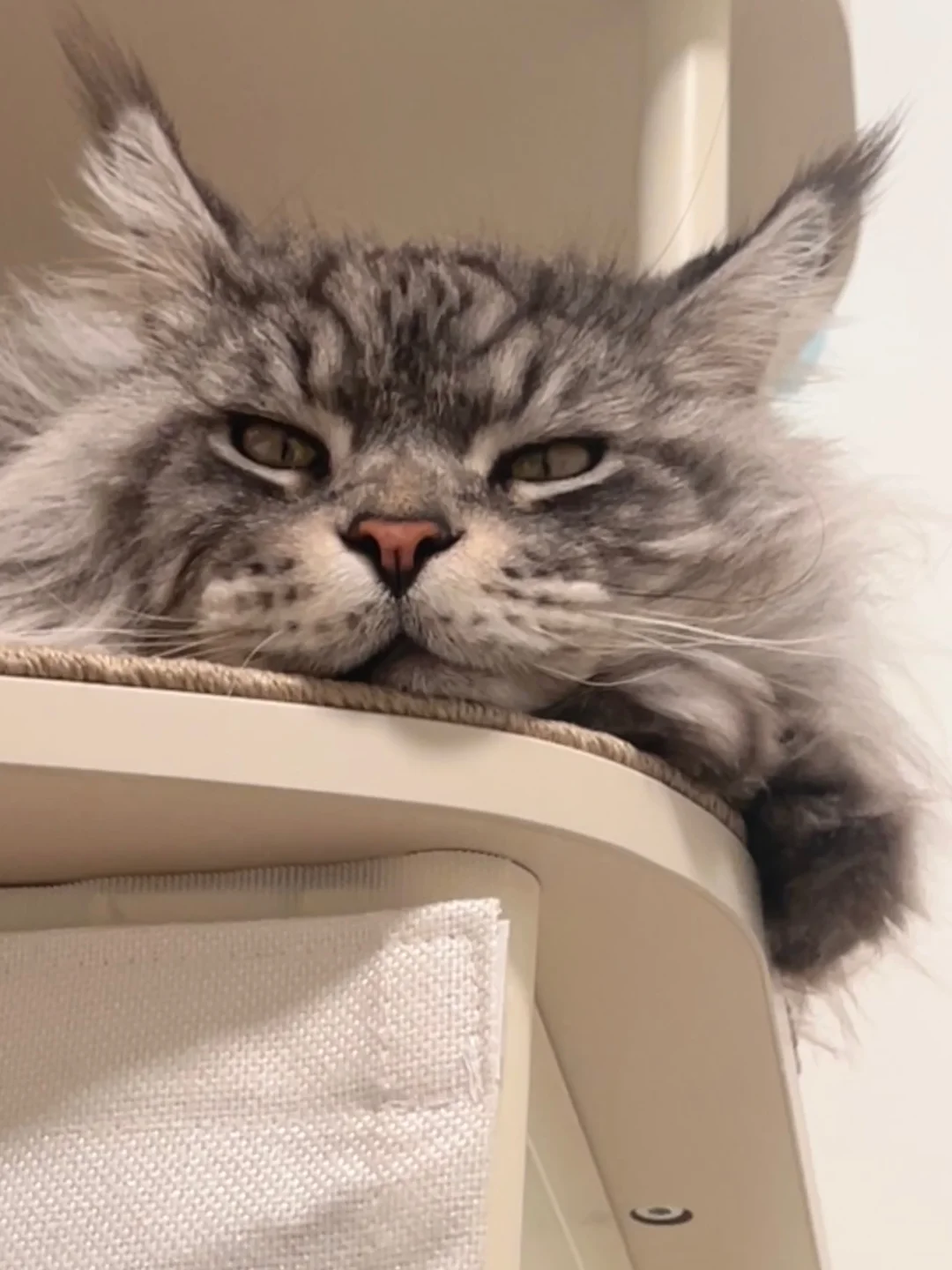 咪的心事没人懂😑