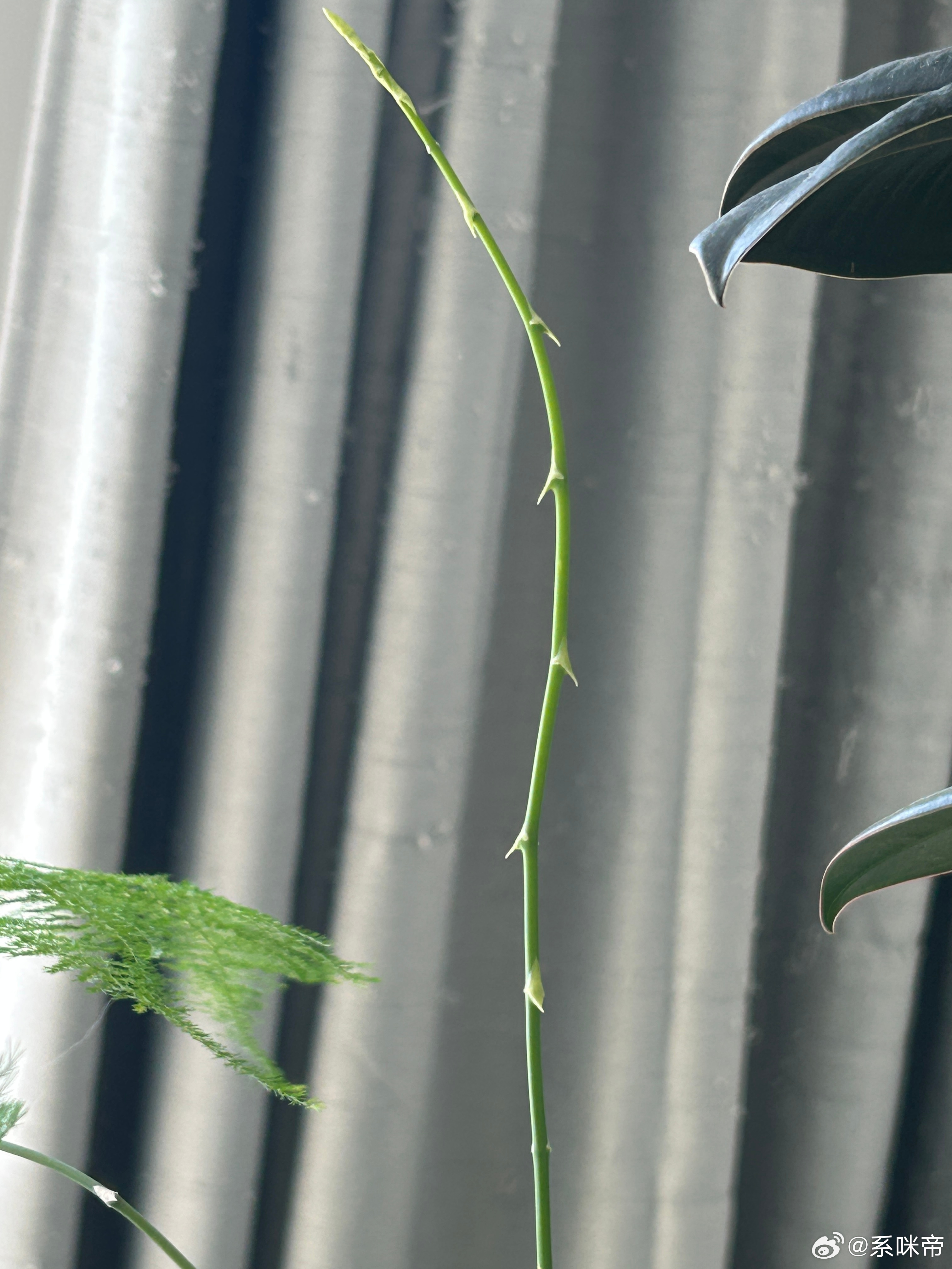 没想到文竹还有刺，把我手划坏了 