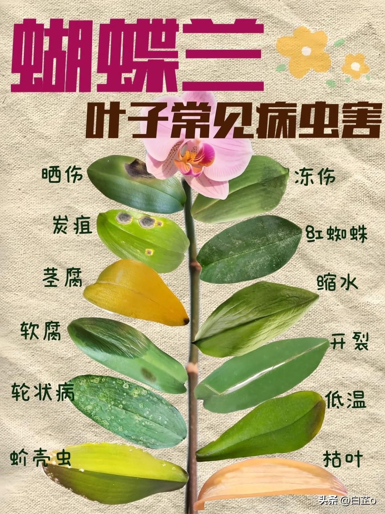 蝴蝶兰叶子一出问题就慌？别急，看叶自救法（附4个新手常犯的错）

你是不是也这样